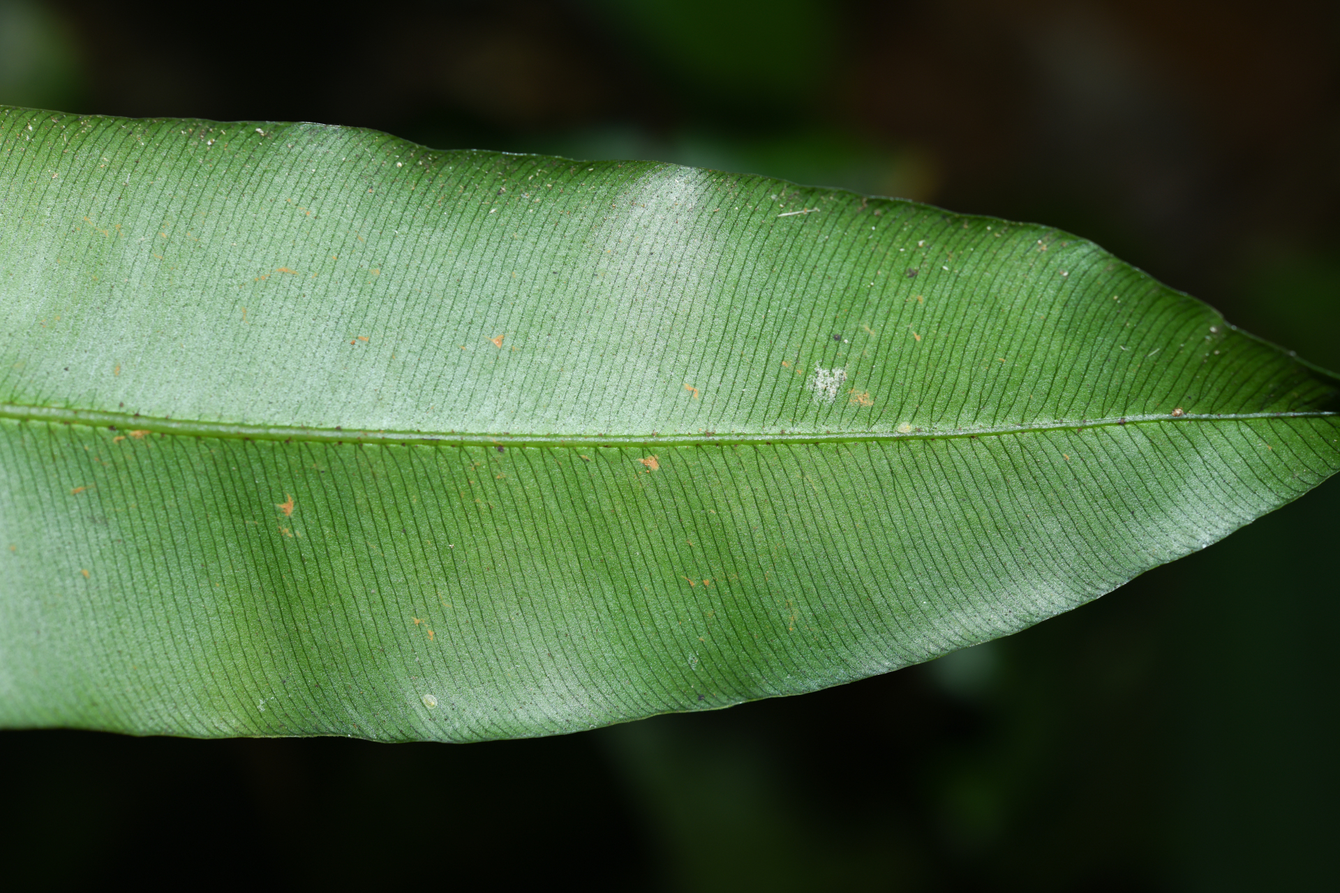 Danaea ushana Christenh. - Photo Bivouac Naturaliste