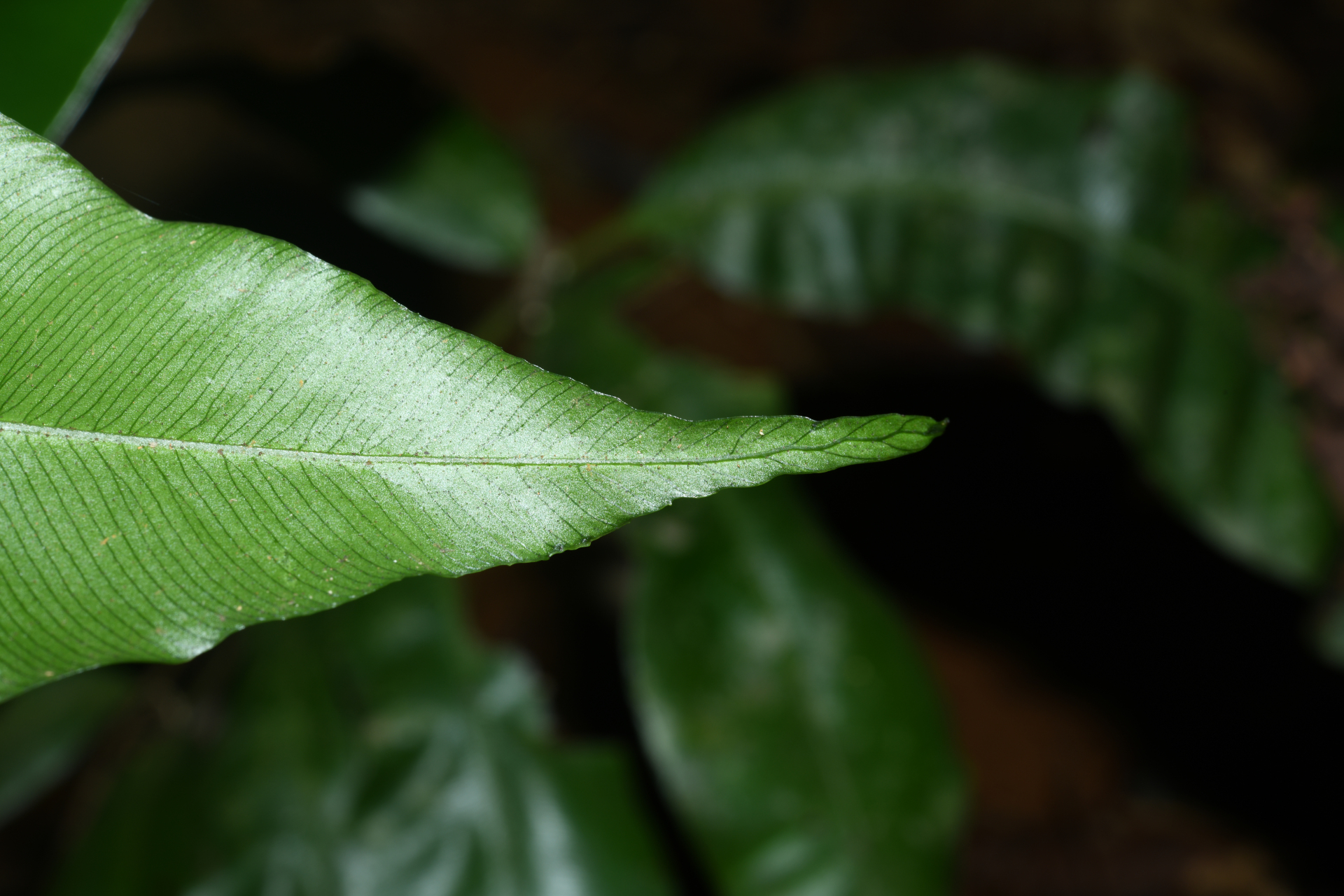 Danaea ushana Christenh. - Photo Bivouac Naturaliste