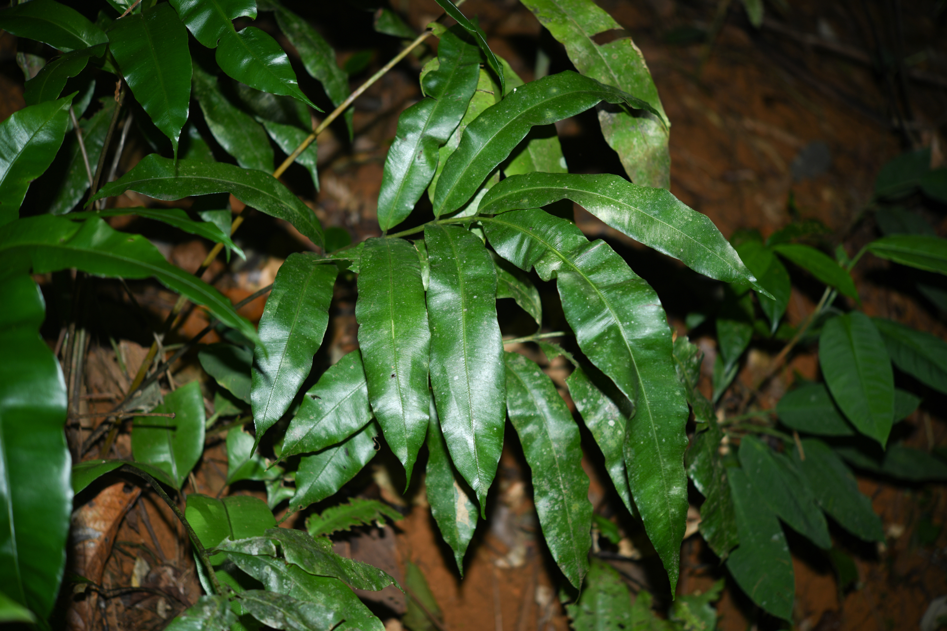 Danaea ushana Christenh. - Photo Bivouac Naturaliste