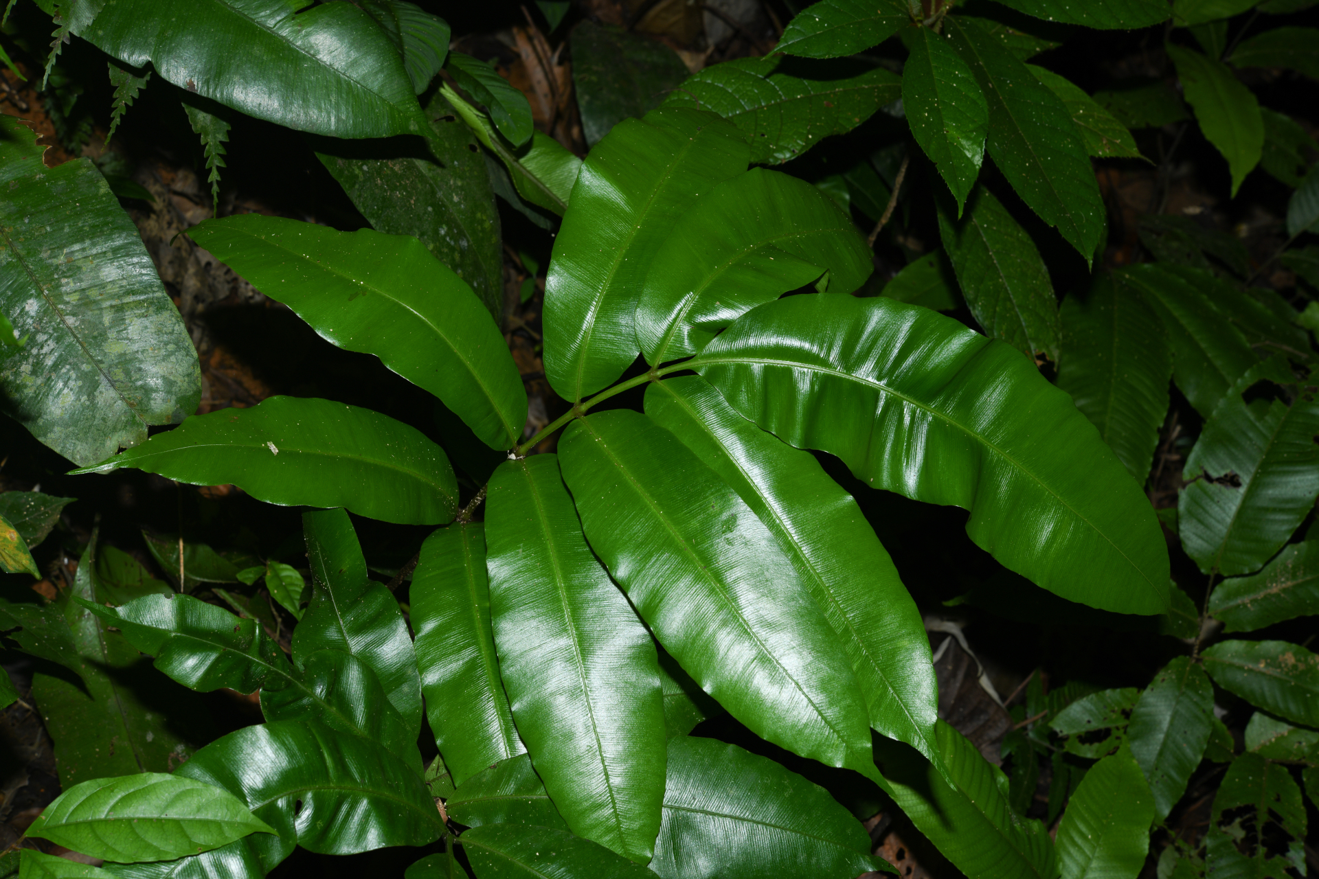 Danaea ushana Christenh. - Photo Bivouac Naturaliste