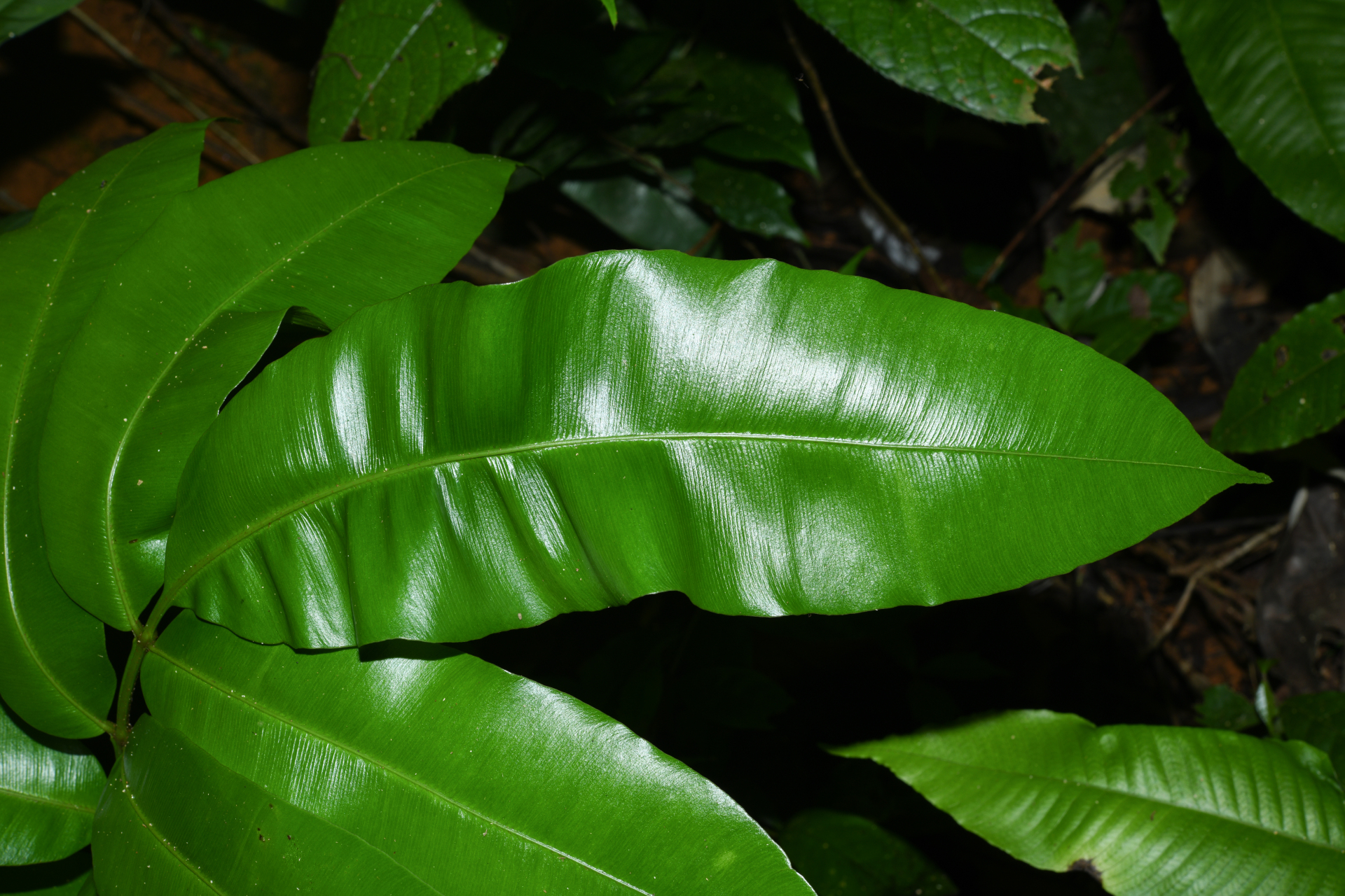 Danaea ushana Christenh. - Photo Bivouac Naturaliste