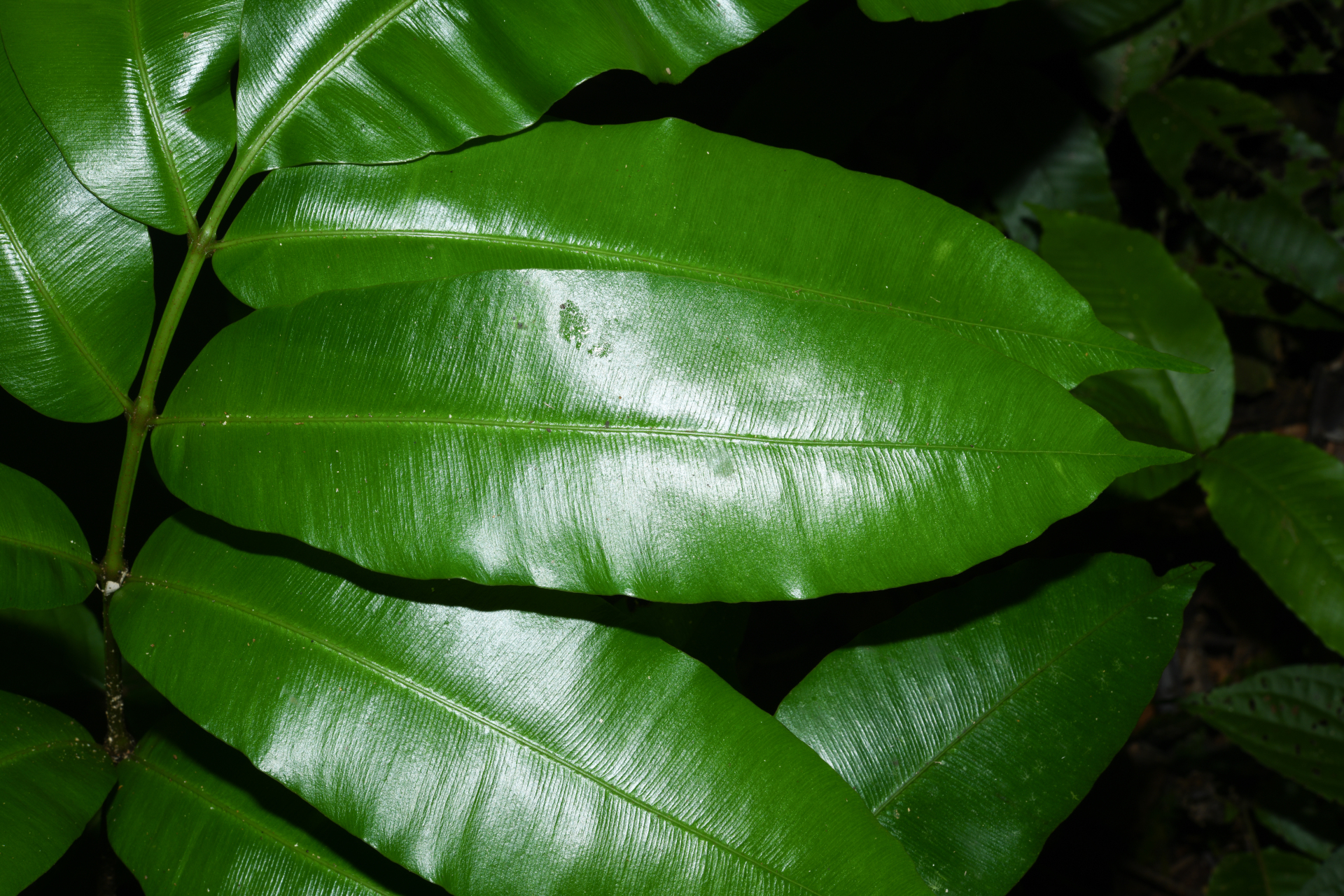 Danaea ushana Christenh. - Photo Bivouac Naturaliste