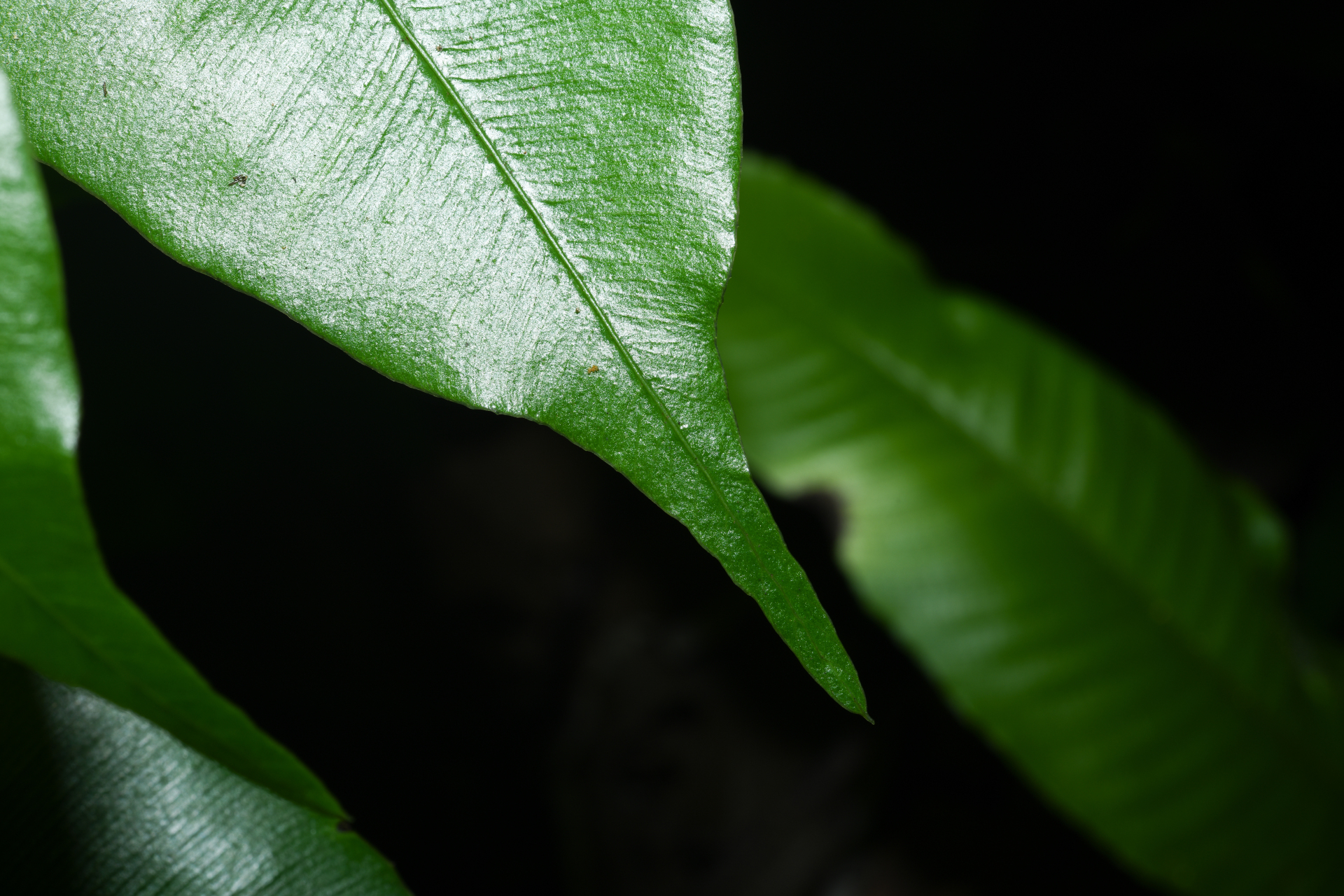 Danaea ushana Christenh. - Photo Bivouac Naturaliste