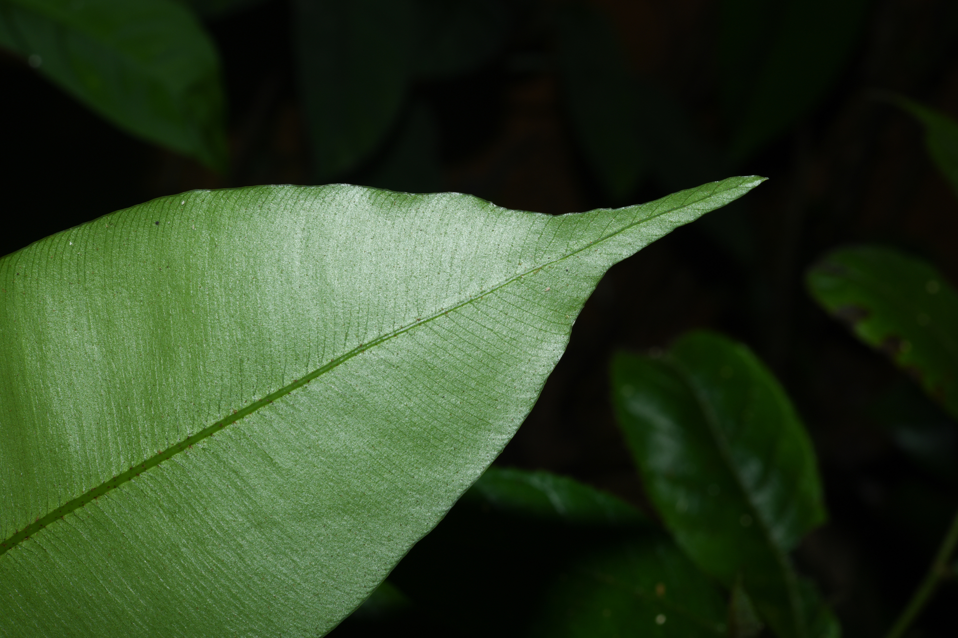 Danaea ushana Christenh. - Photo Bivouac Naturaliste
