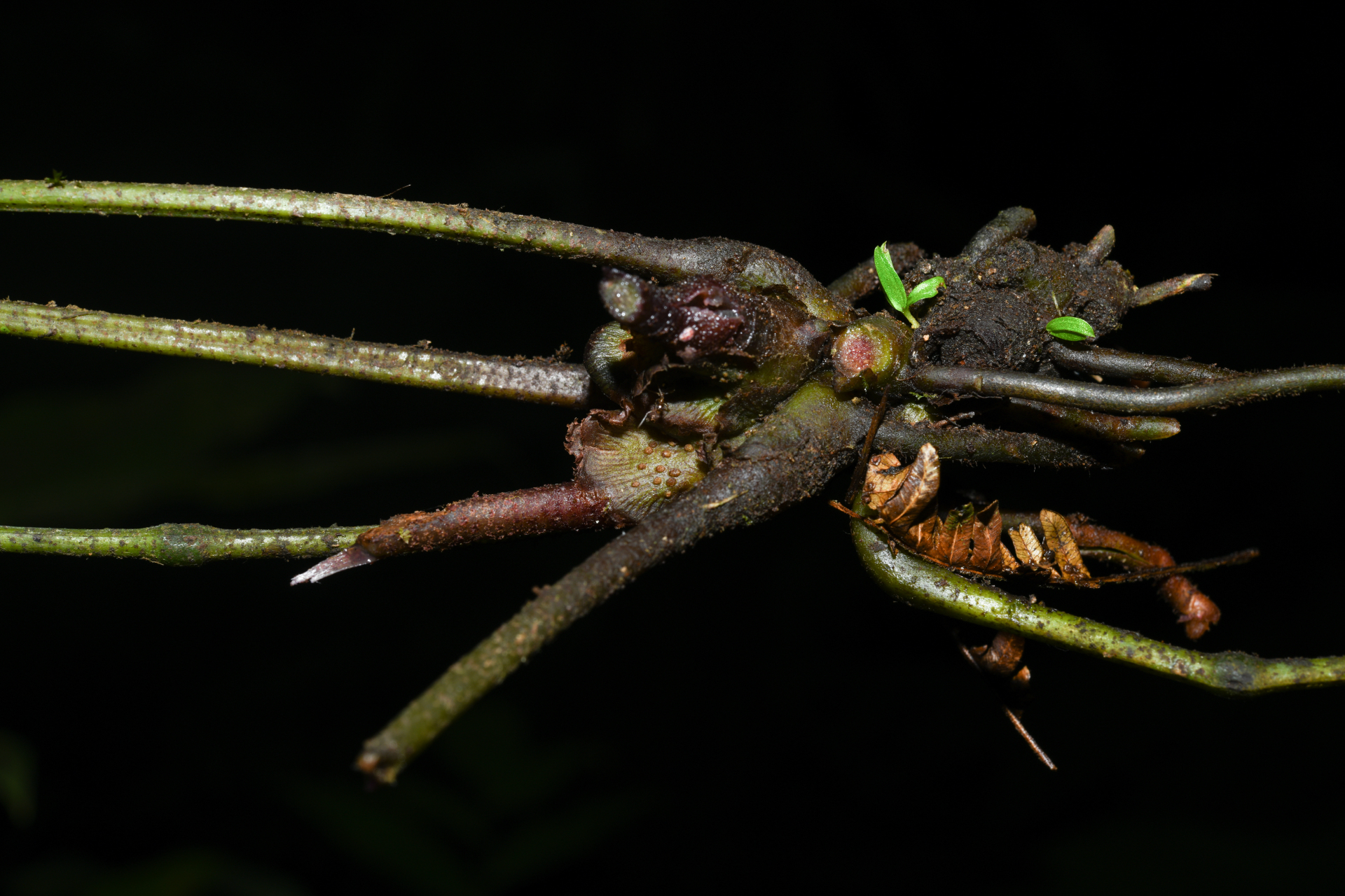 Danaea leprieurii Kunze - Photo Bivouac Naturaliste