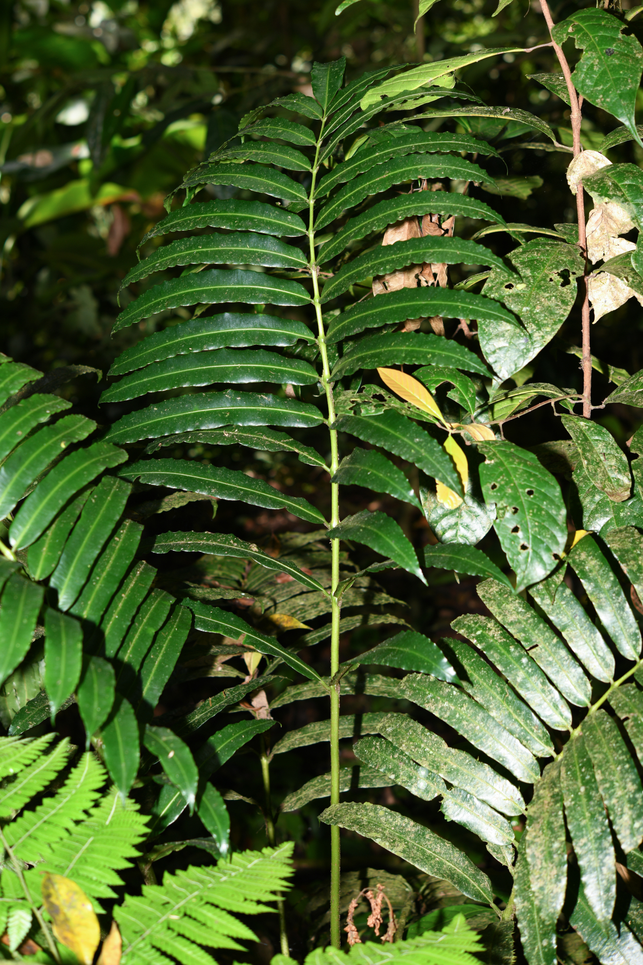 Danaea kalevala Christenh. - Photo Bivouac Naturaliste