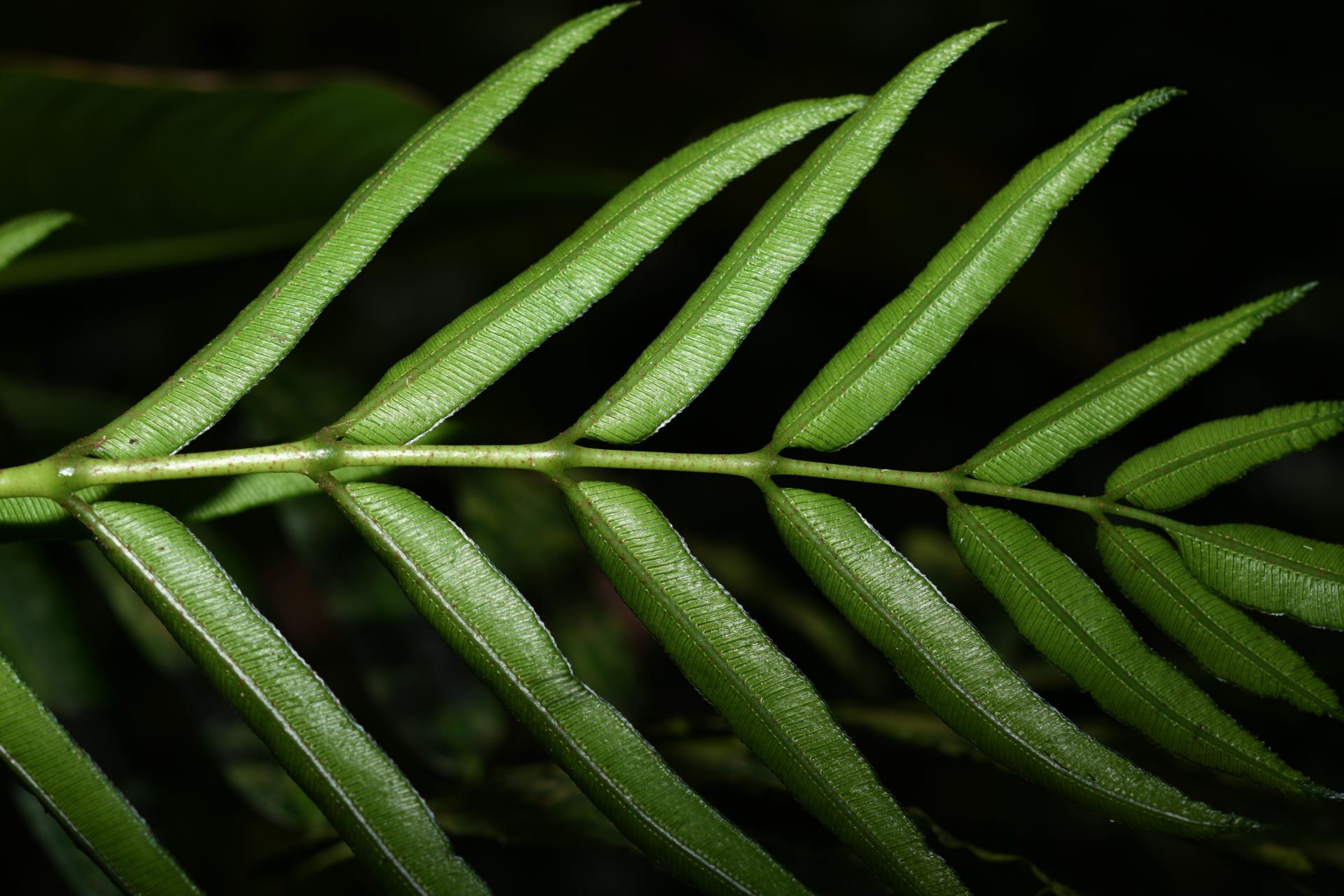 Danaea kalevala Christenh. - Photo Bivouac Naturaliste