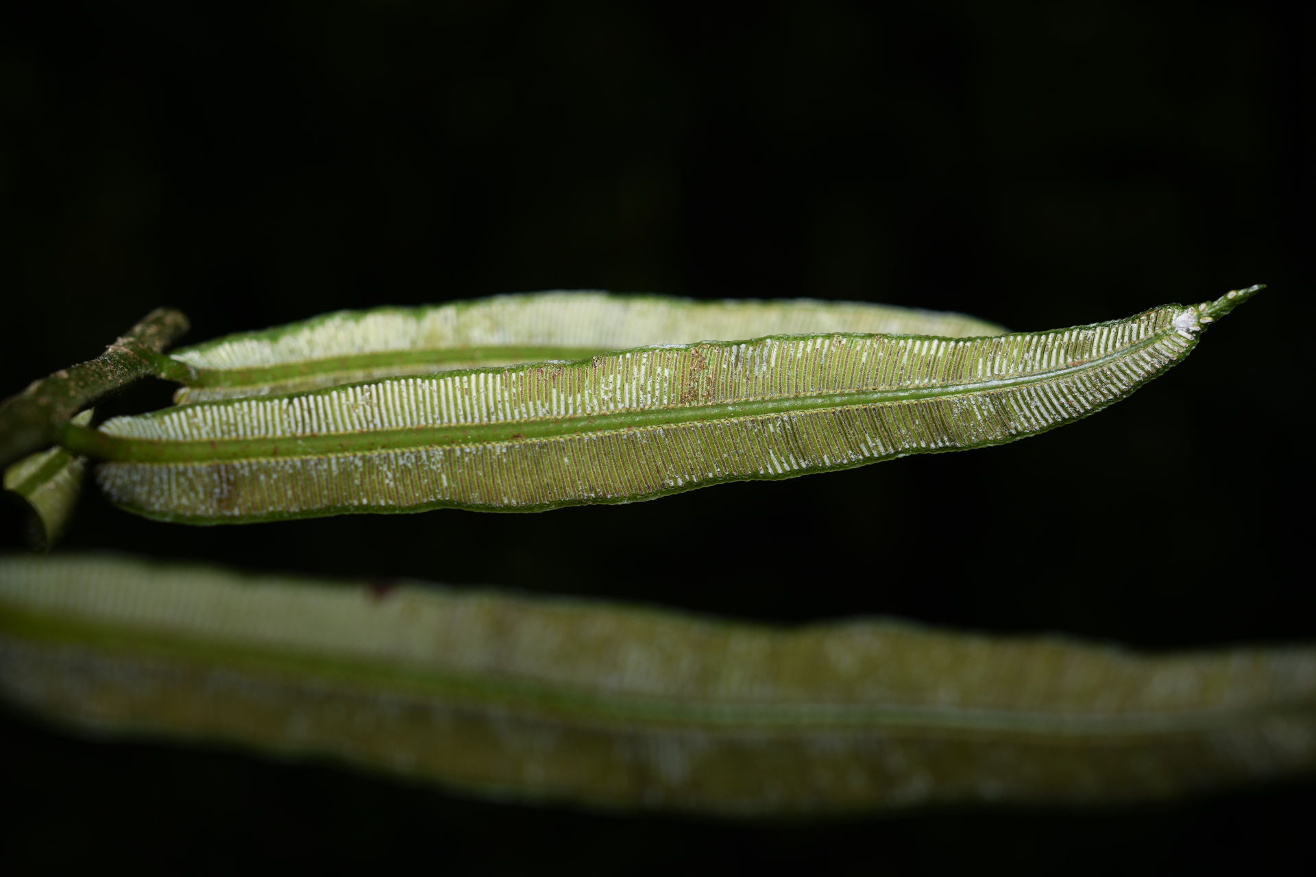 Danaea kalevala Christenh. - Photo Bivouac Naturaliste