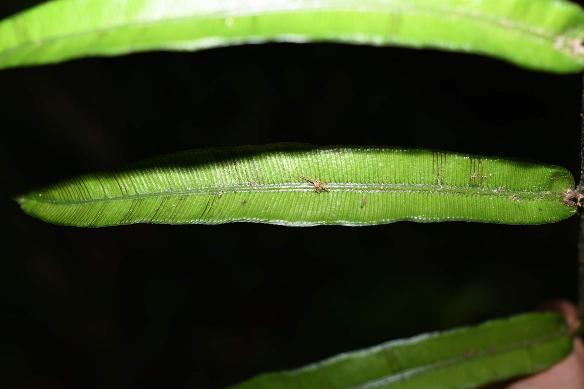 Danaea kalevala Christenh. - Photo Bivouac Naturaliste