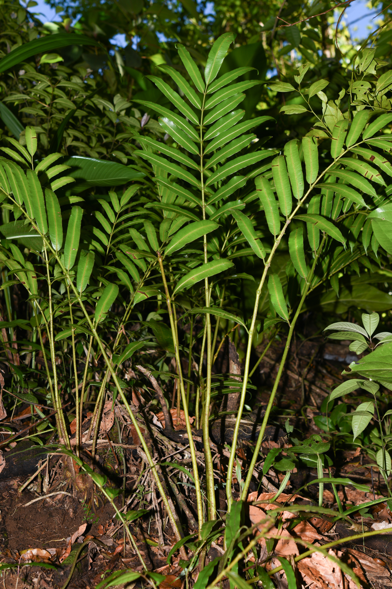 Danaea kalevala Christenh. - Photo Bivouac Naturaliste