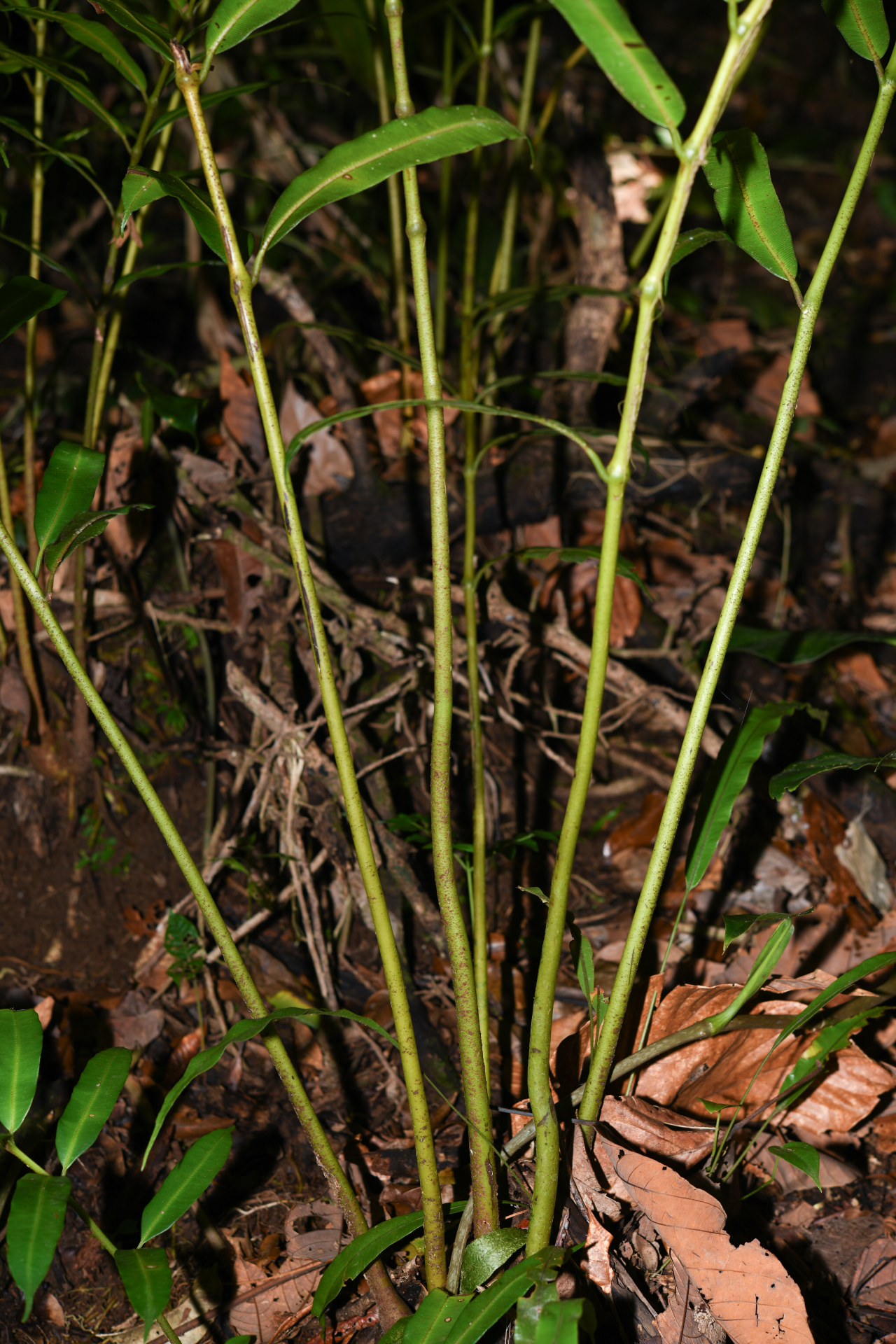 Danaea kalevala Christenh. - Photo Bivouac Naturaliste