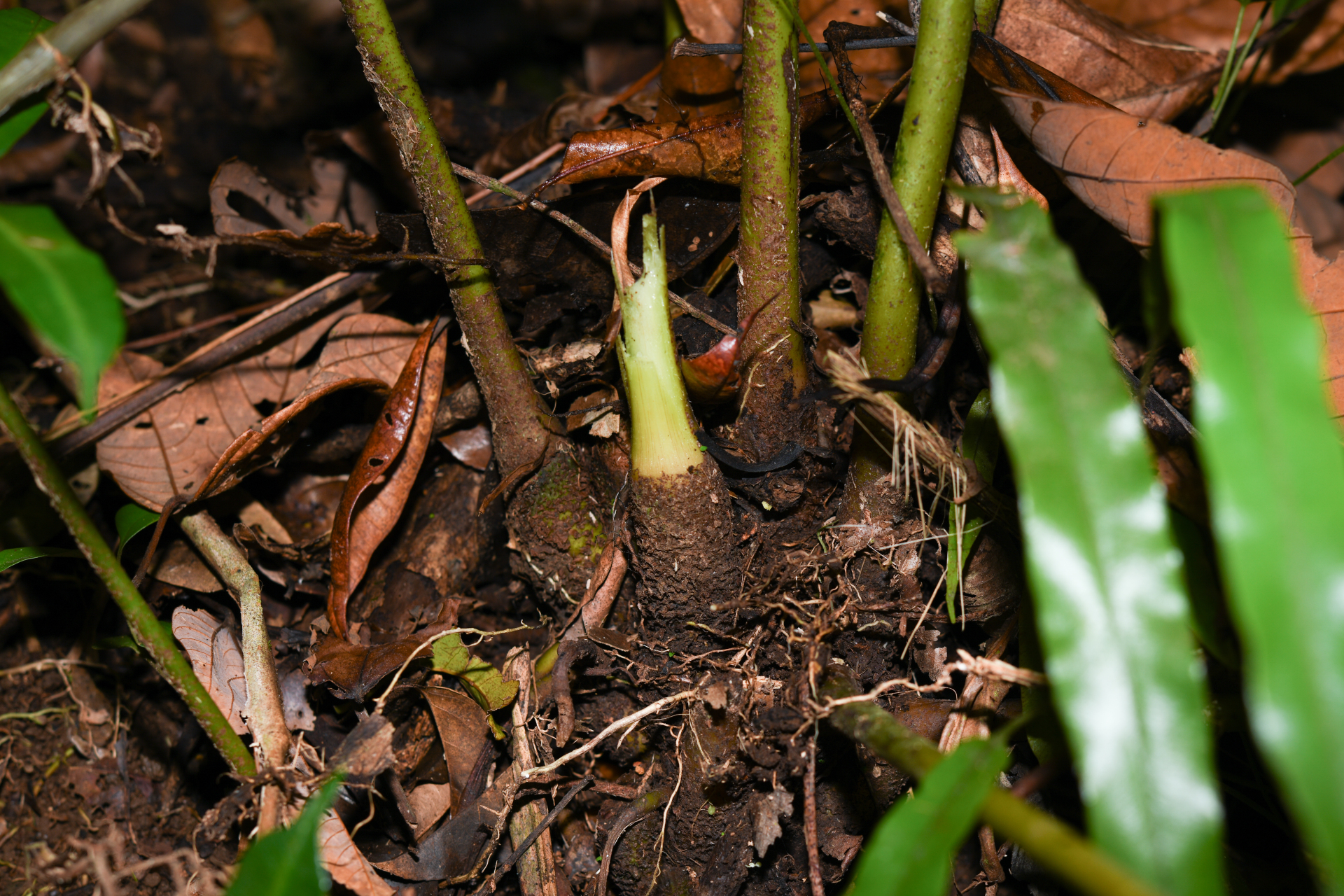 Danaea kalevala Christenh. - Photo Bivouac Naturaliste