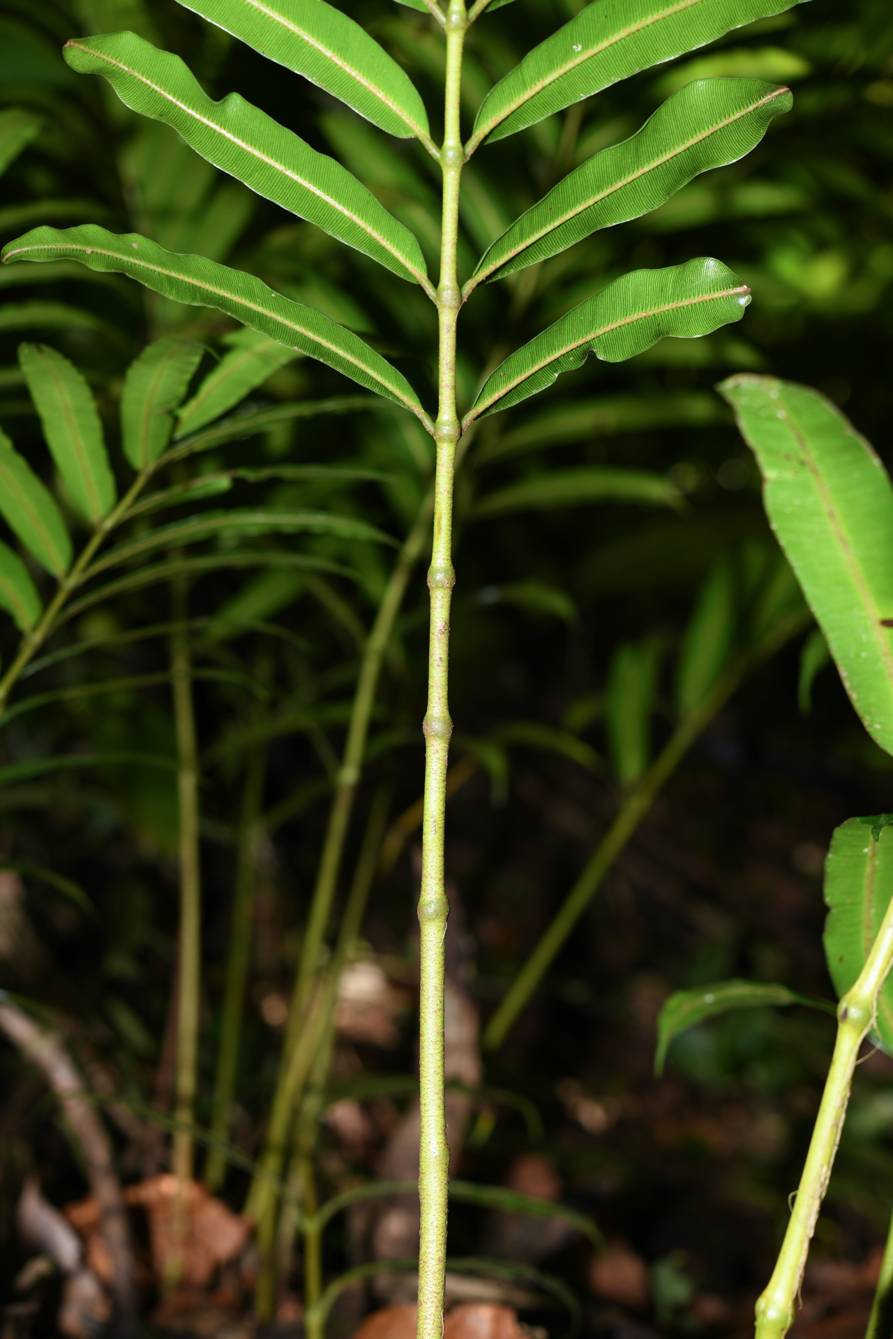 Danaea kalevala Christenh. - Photo Bivouac Naturaliste