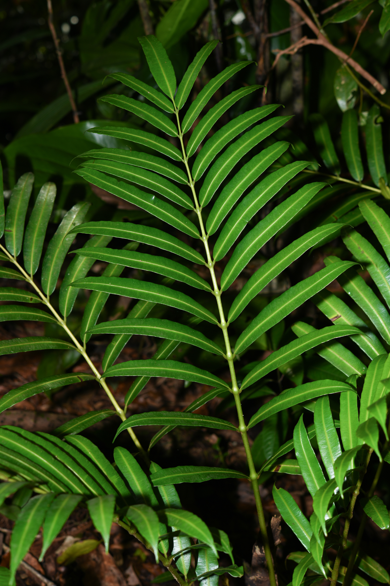 Danaea kalevala Christenh. - Photo Bivouac Naturaliste