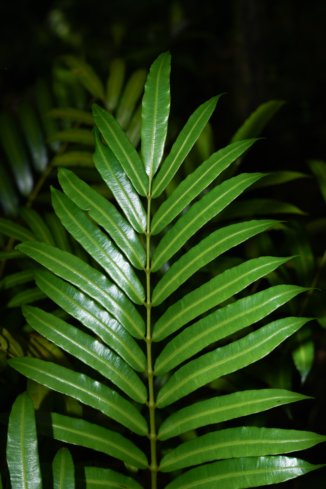 Danaea kalevala Christenh. - Photo Bivouac Naturaliste