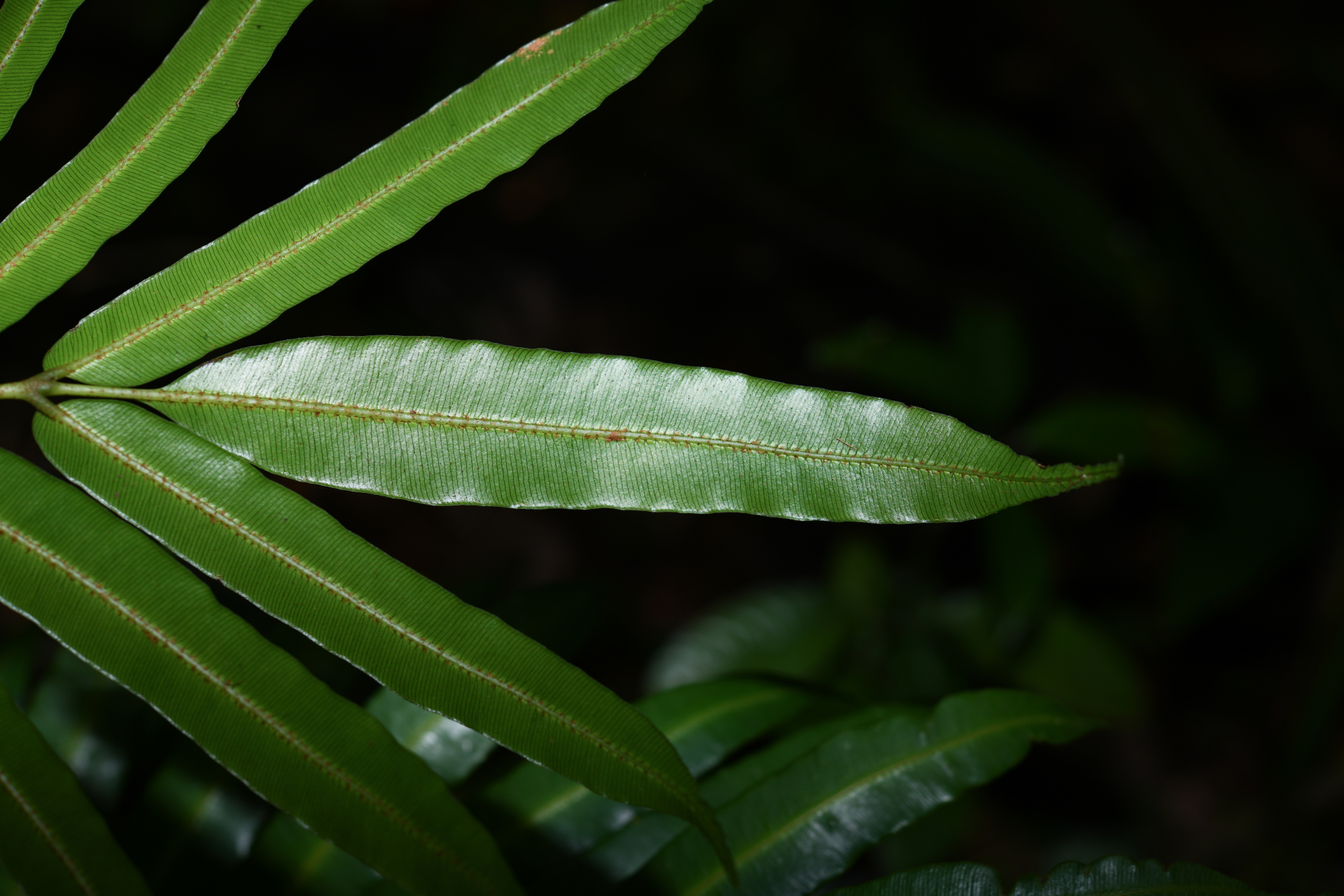 Danaea kalevala Christenh. - Photo Bivouac Naturaliste