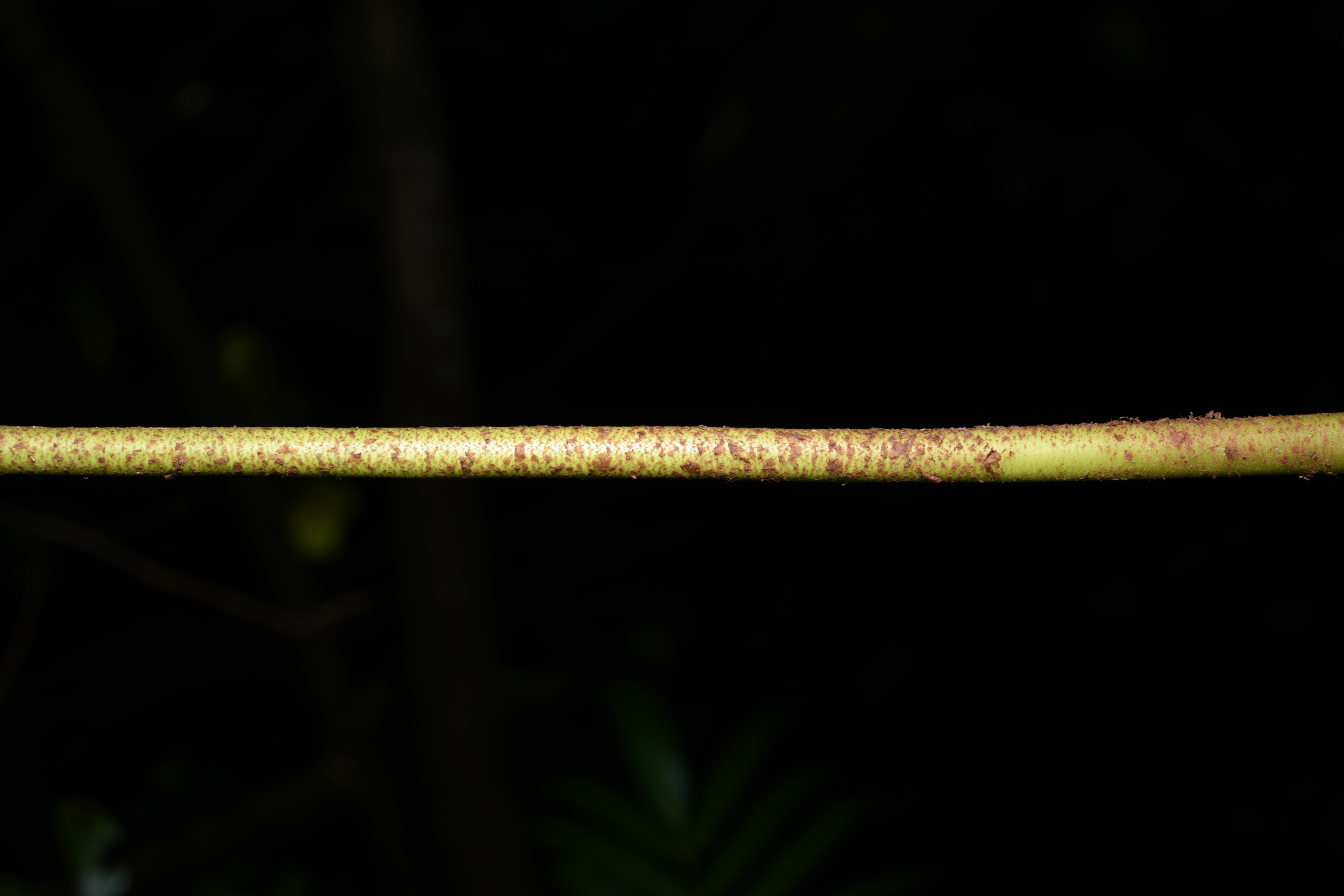 Danaea kalevala Christenh. - Photo Bivouac Naturaliste