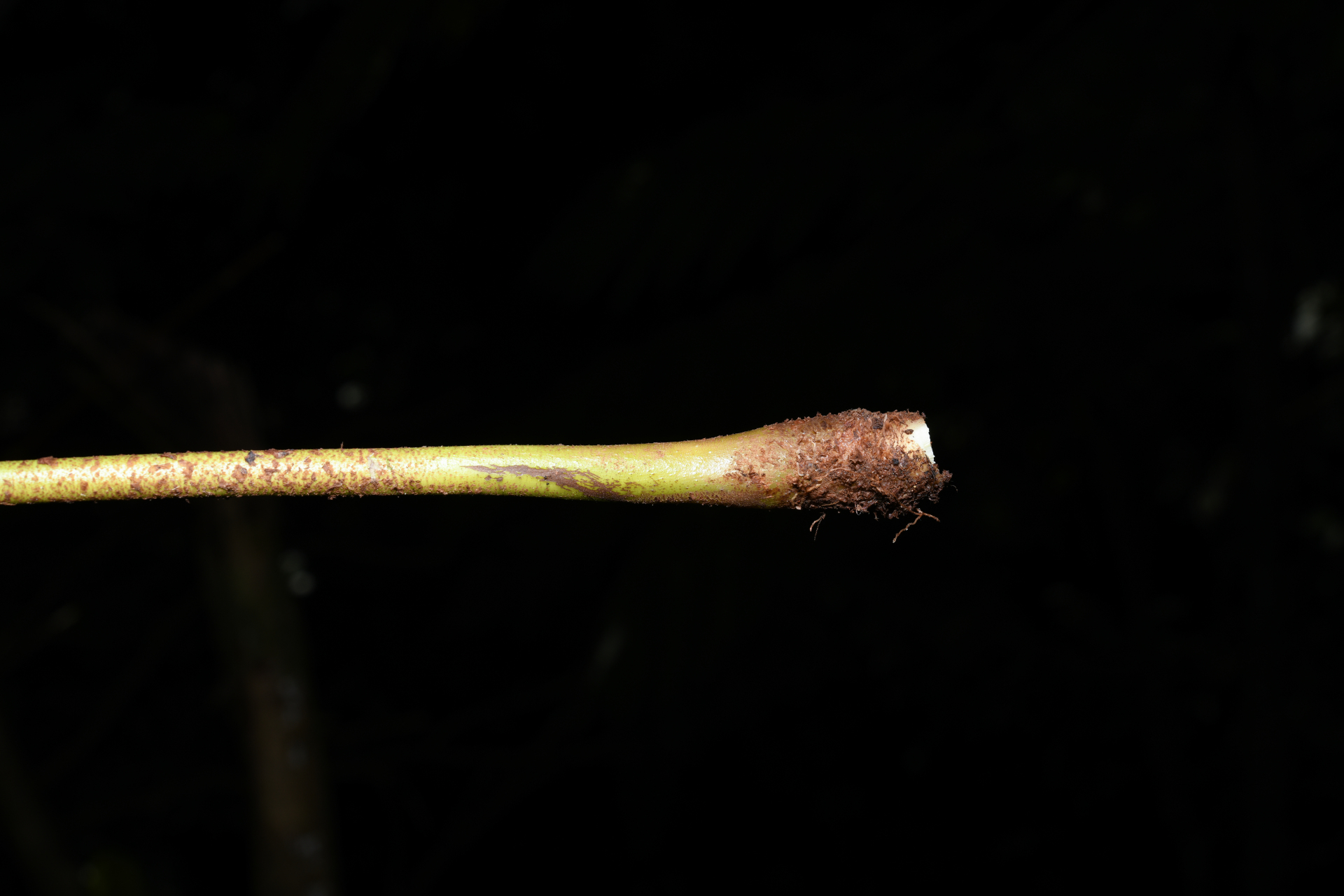 Danaea kalevala Christenh. - Photo Bivouac Naturaliste
