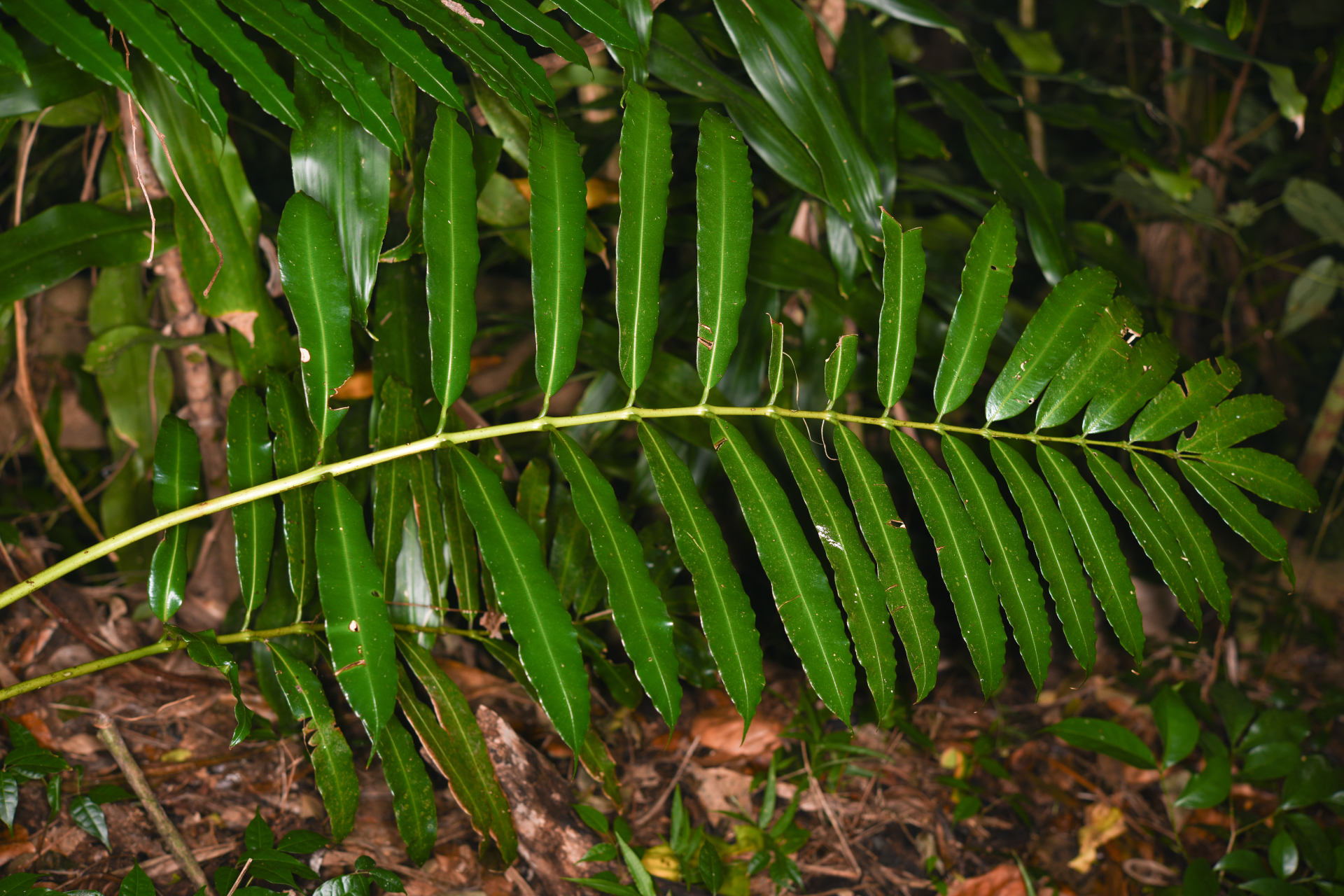 Danaea kalevala Christenh. - Photo Bivouac Naturaliste