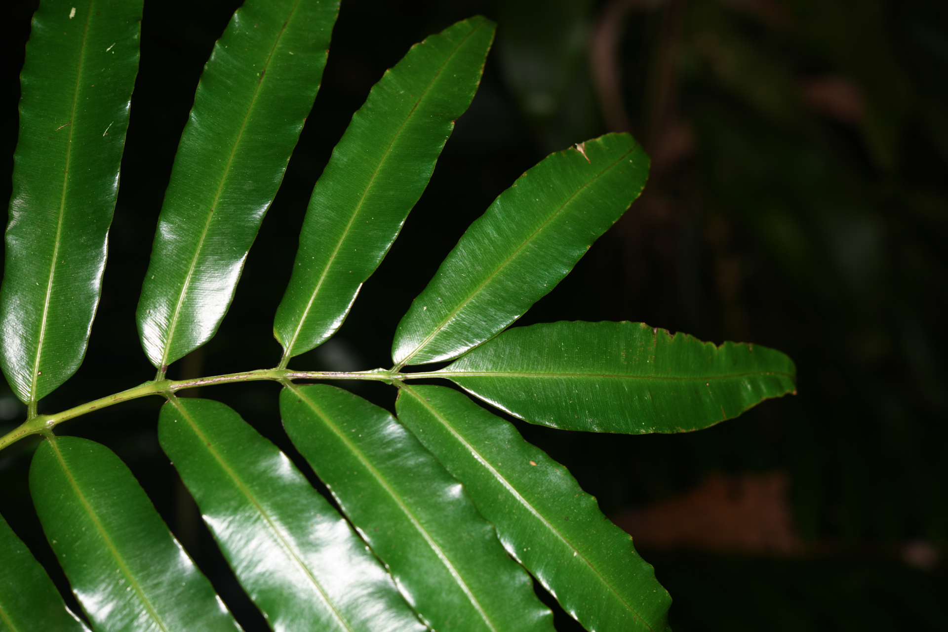 Danaea kalevala Christenh. - Photo Bivouac Naturaliste