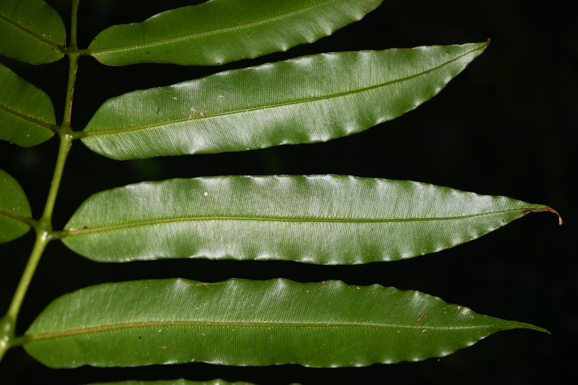 Danaea kalevala Christenh. - Photo Bivouac Naturaliste
