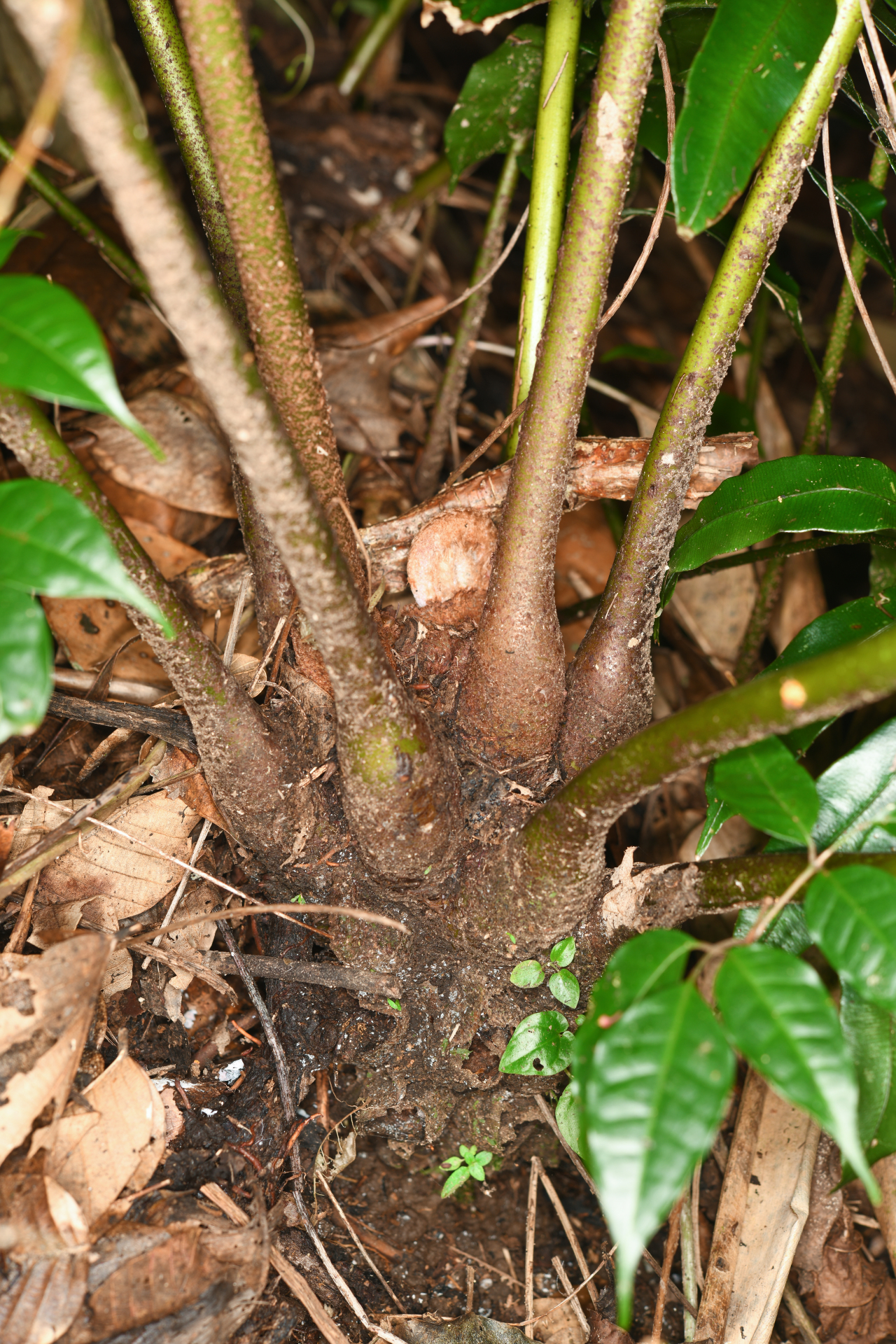 Danaea kalevala Christenh. - Photo Bivouac Naturaliste