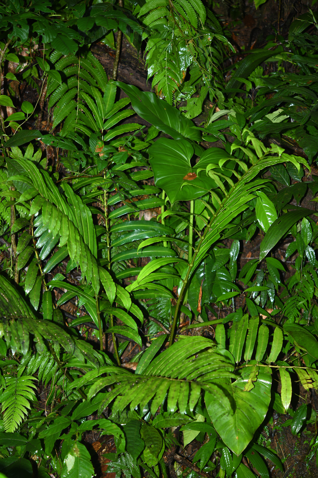 Danaea kalevala Christenh. - Photo Bivouac Naturaliste