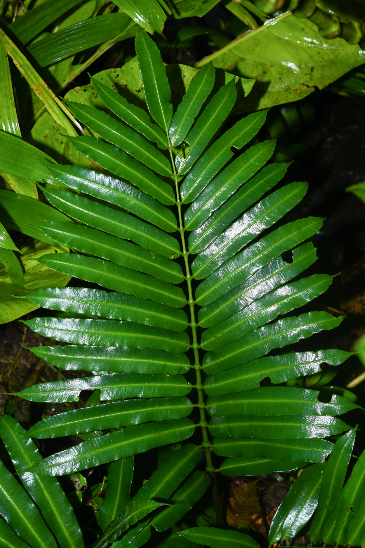 Danaea kalevala Christenh. - Photo Bivouac Naturaliste