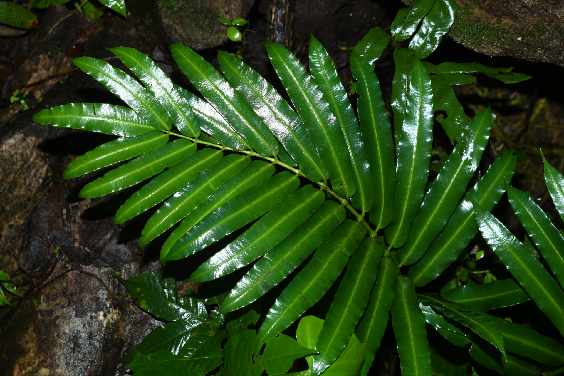 Danaea kalevala Christenh. - Photo Bivouac Naturaliste