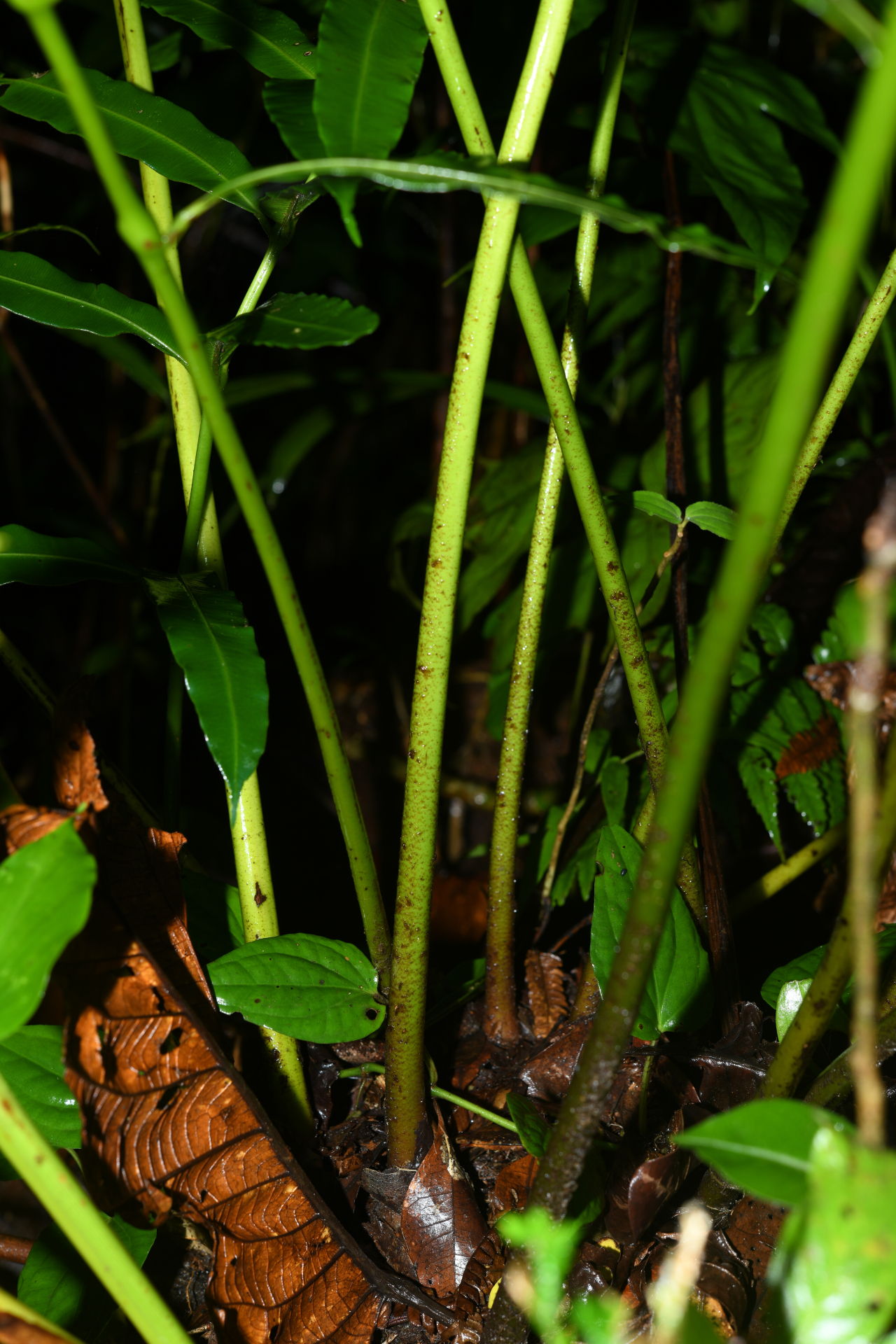 Danaea kalevala Christenh. - Photo Bivouac Naturaliste