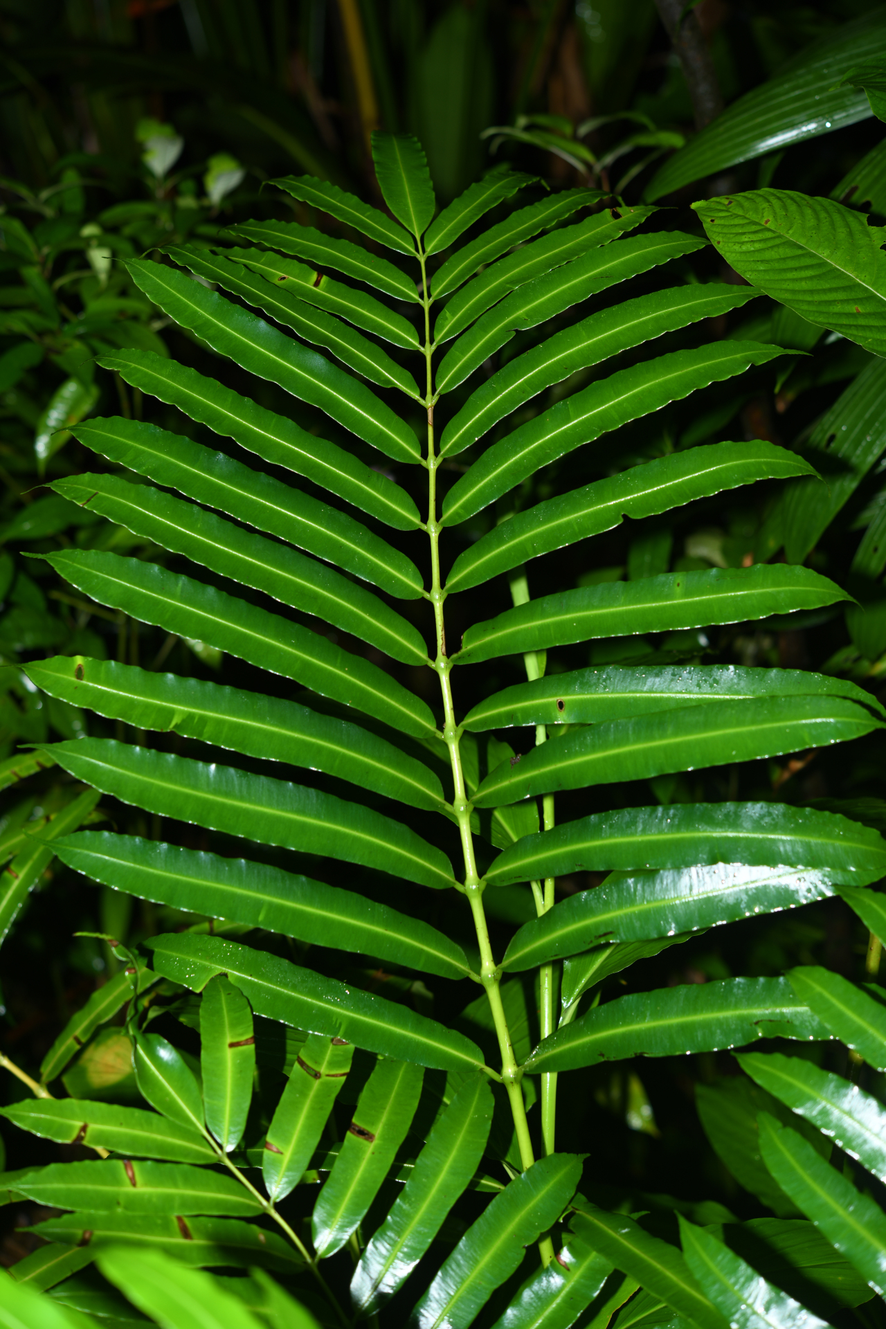 Danaea kalevala Christenh. - Photo Bivouac Naturaliste
