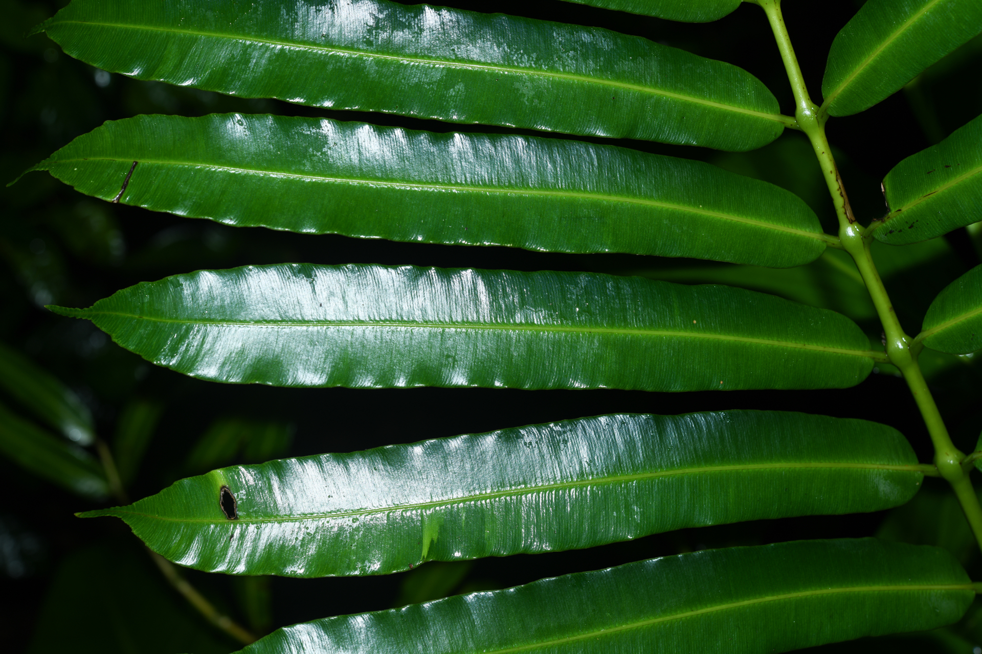 Danaea kalevala Christenh. - Photo Bivouac Naturaliste