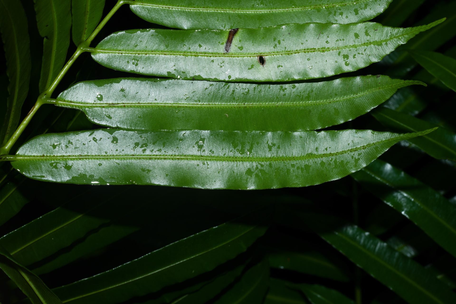 Danaea kalevala Christenh. - Photo Bivouac Naturaliste