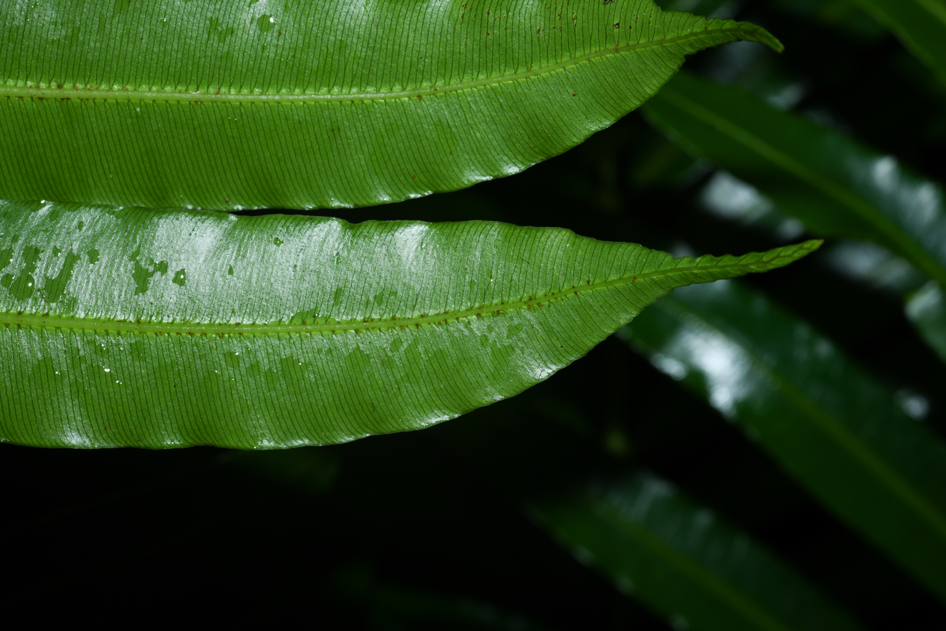Danaea kalevala Christenh. - Photo Bivouac Naturaliste