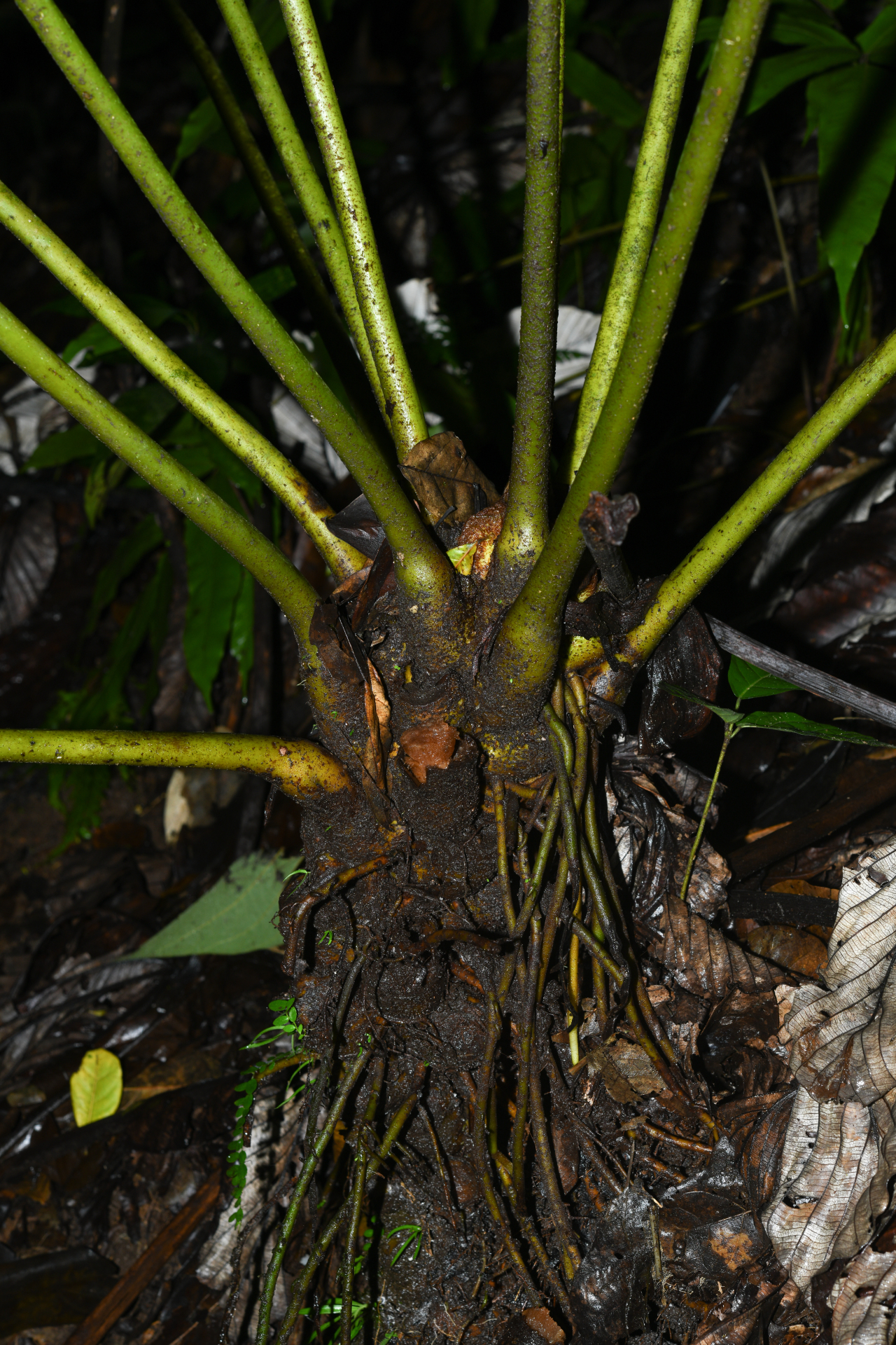 Danaea kalevala Christenh. - Photo Bivouac Naturaliste