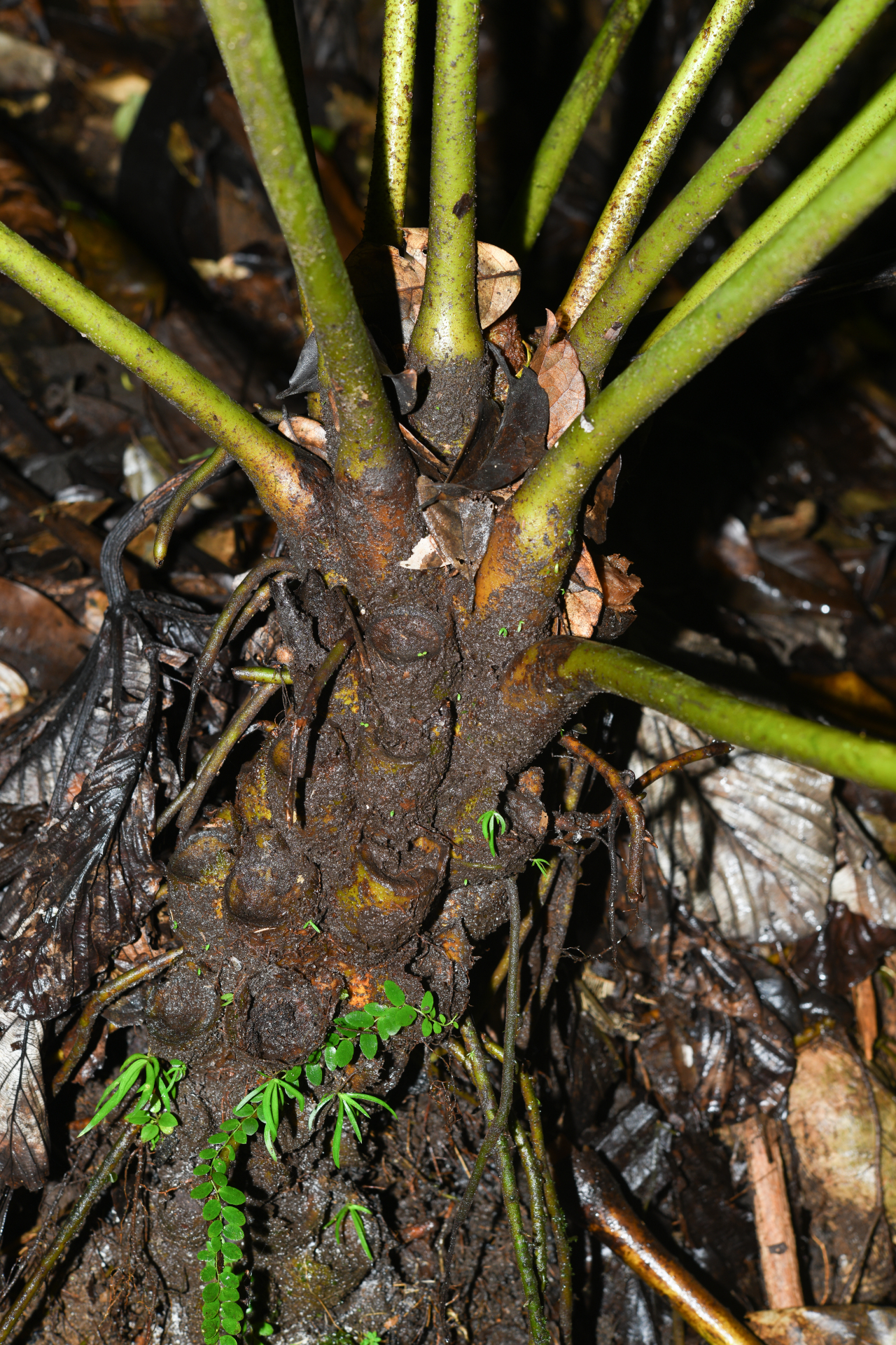 Danaea kalevala Christenh. - Photo Bivouac Naturaliste