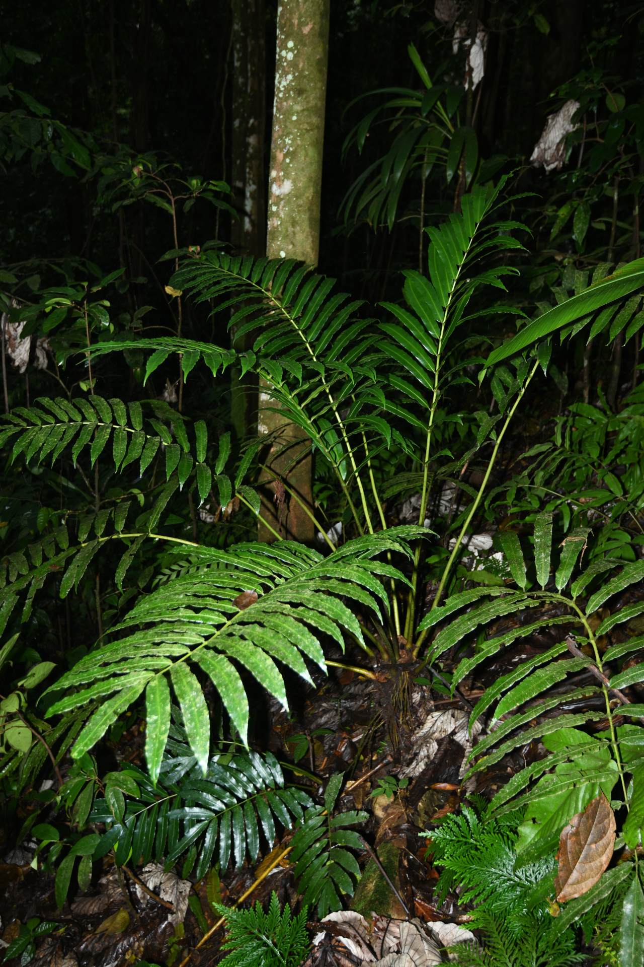 Danaea kalevala Christenh. - Photo Bivouac Naturaliste