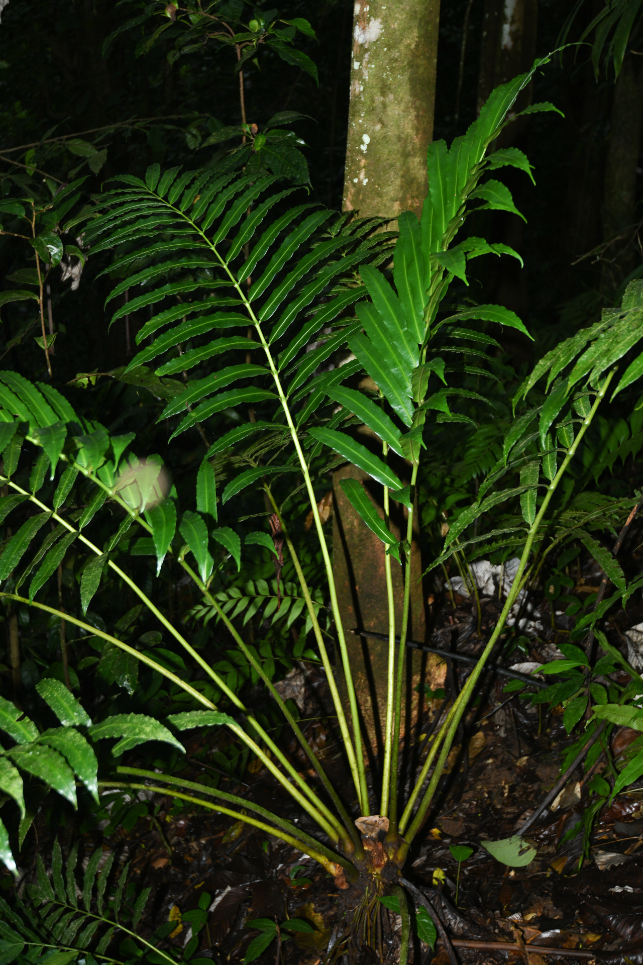 Danaea kalevala Christenh. - Photo Bivouac Naturaliste