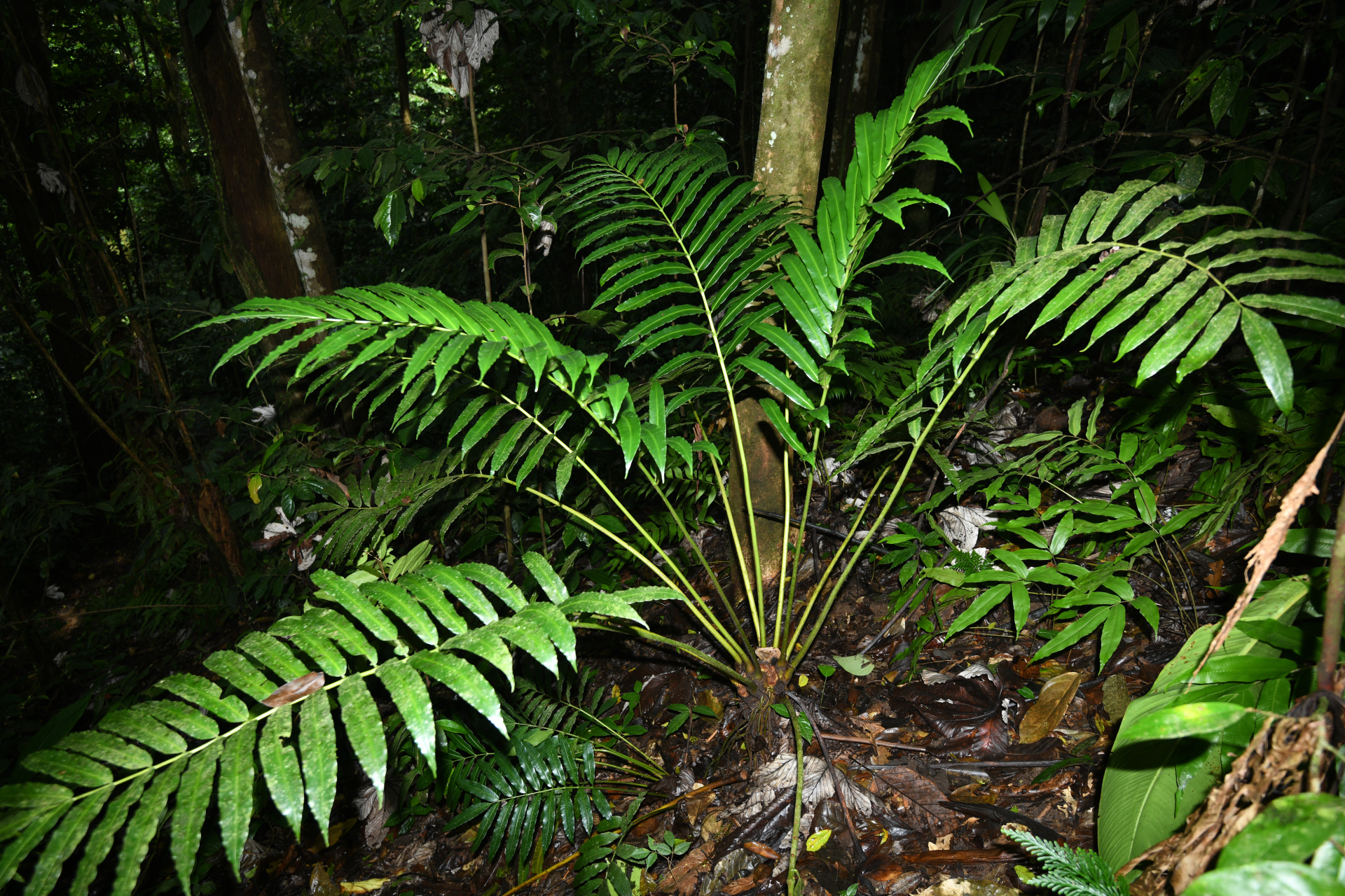 Danaea kalevala Christenh. - Photo Bivouac Naturaliste