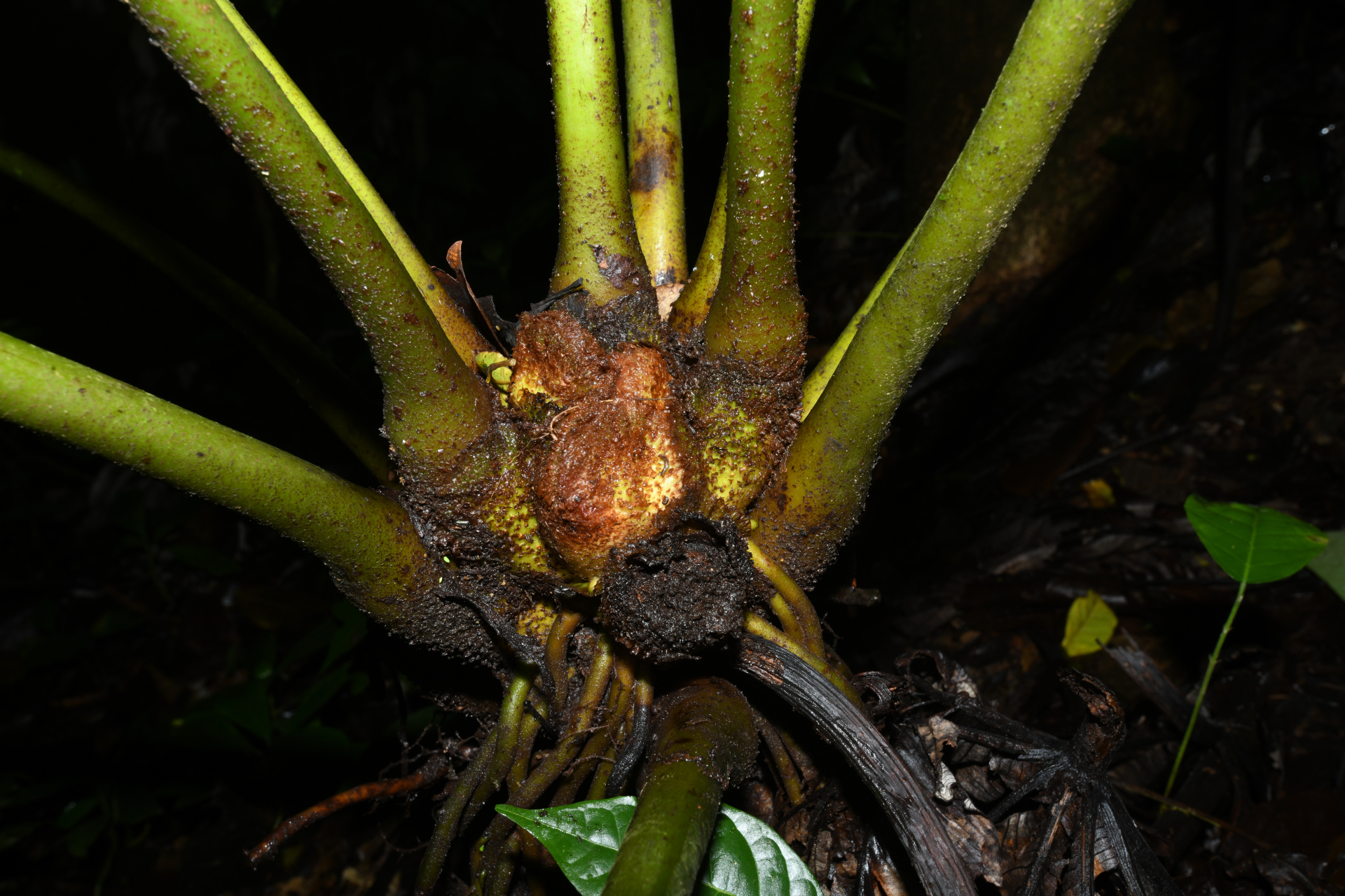 Danaea kalevala Christenh. - Photo Bivouac Naturaliste