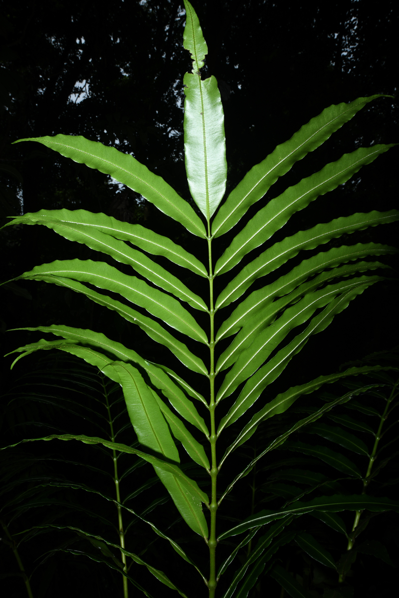 Danaea kalevala Christenh. - Photo Bivouac Naturaliste