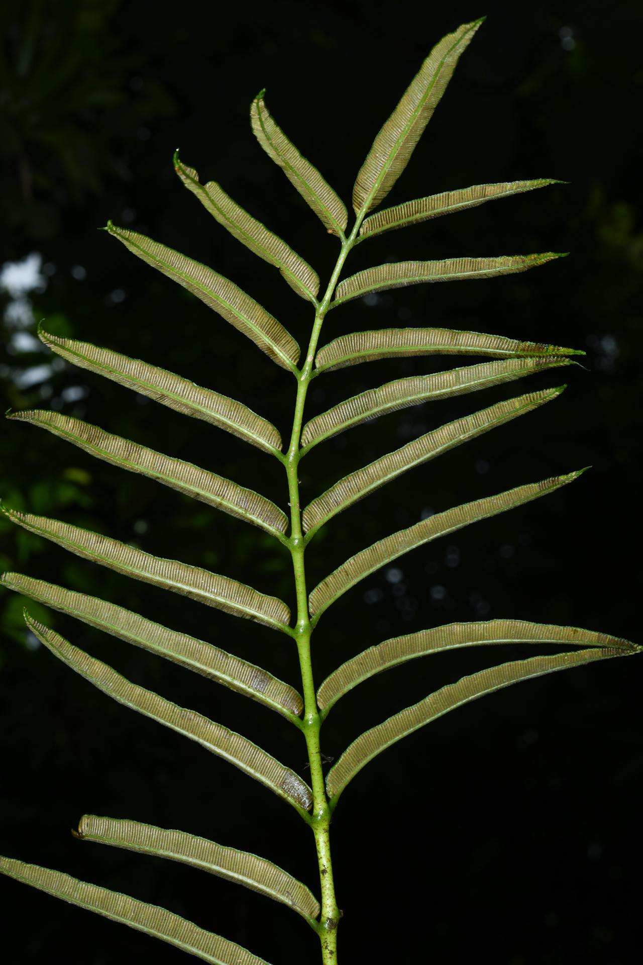 Danaea kalevala Christenh. - Photo Bivouac Naturaliste