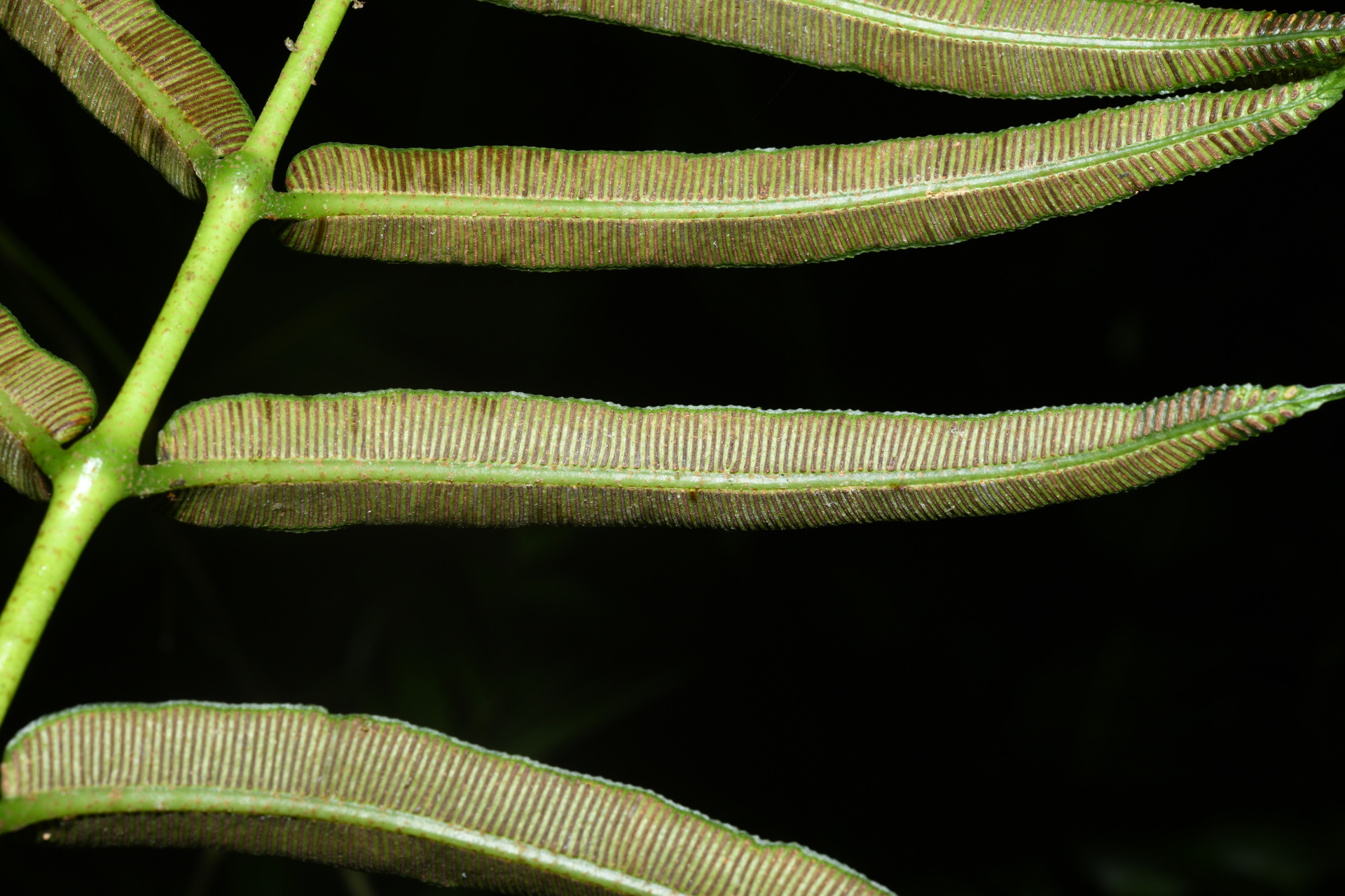 Danaea kalevala Christenh. - Photo Bivouac Naturaliste