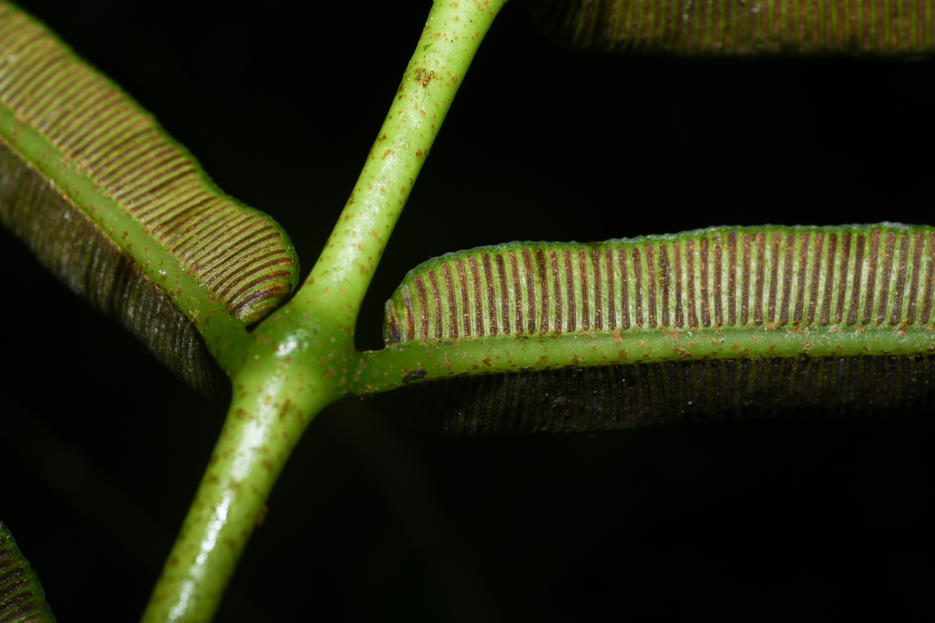 Danaea kalevala Christenh. - Photo Bivouac Naturaliste