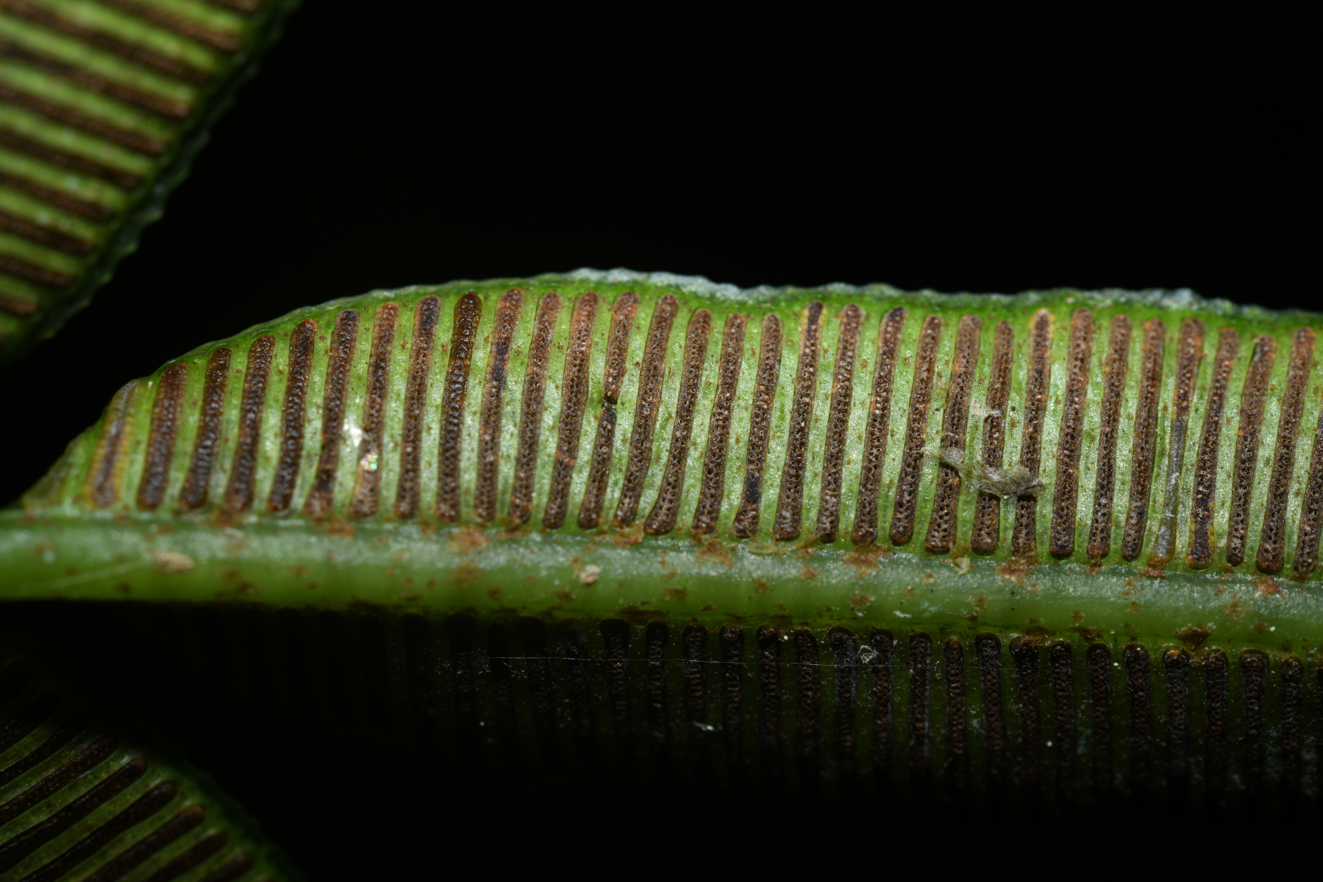 Danaea kalevala Christenh. - Photo Bivouac Naturaliste
