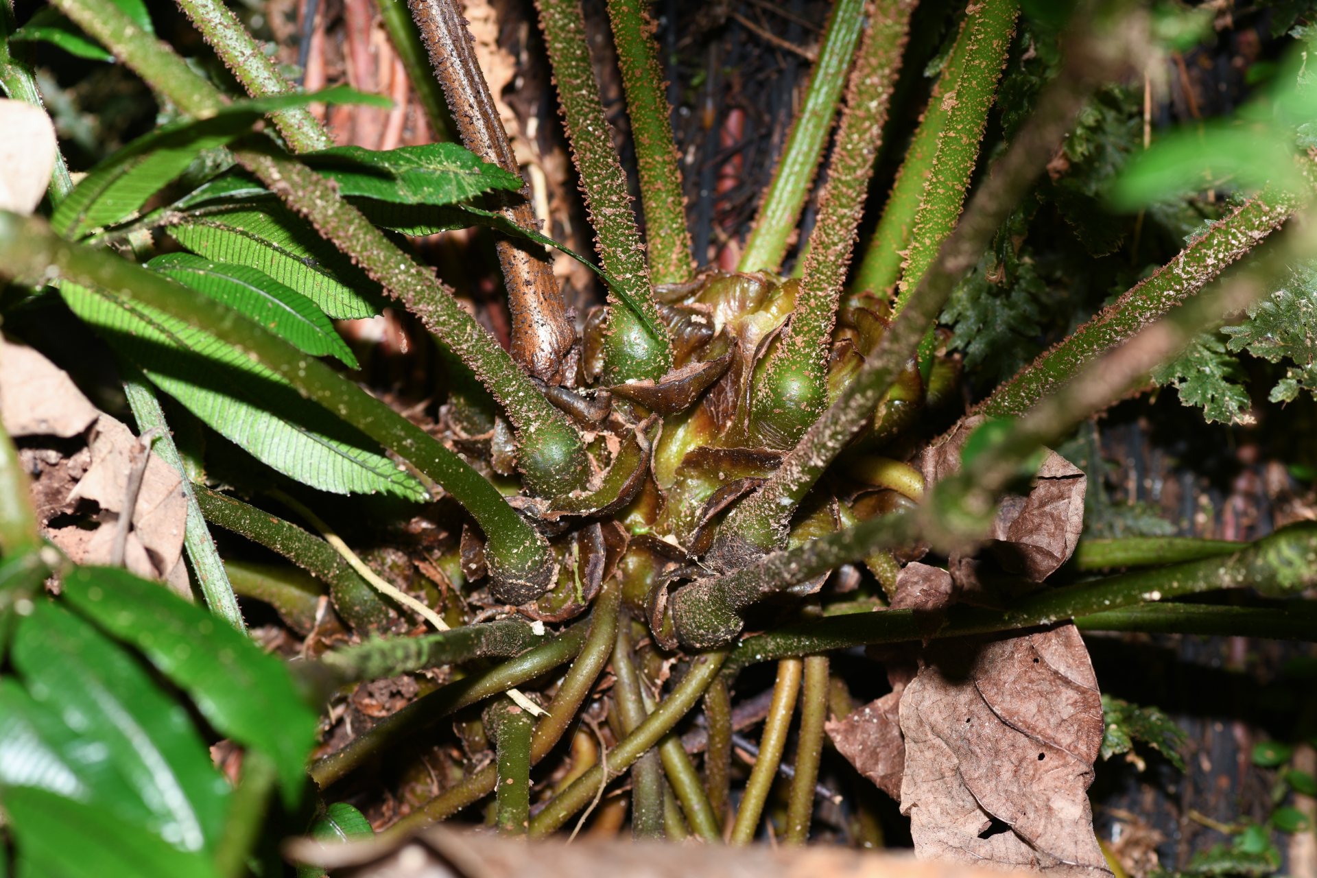 Danaea alata Sm. - Photo Bivouac Naturaliste