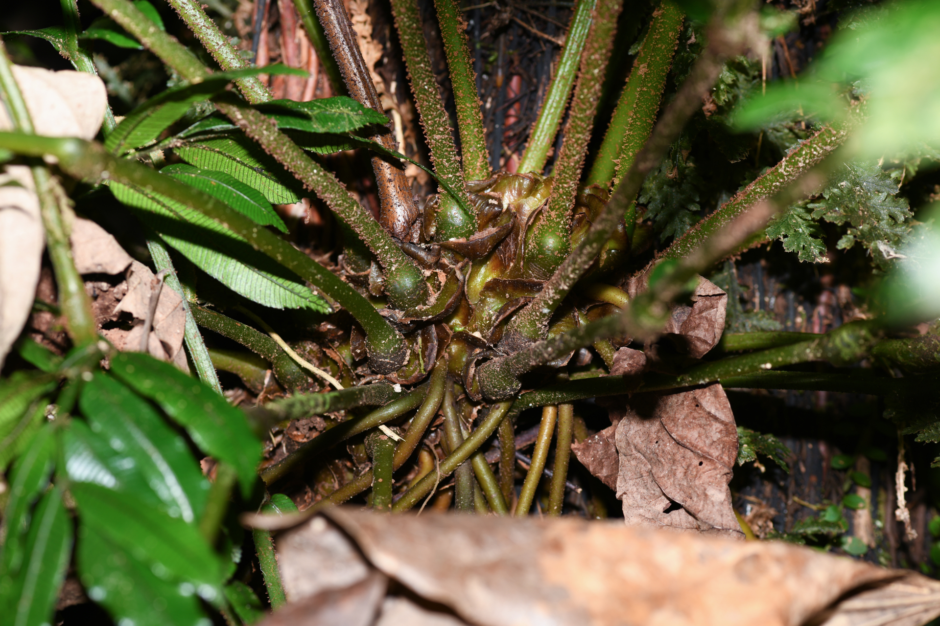 Danaea alata Sm. - Photo Bivouac Naturaliste