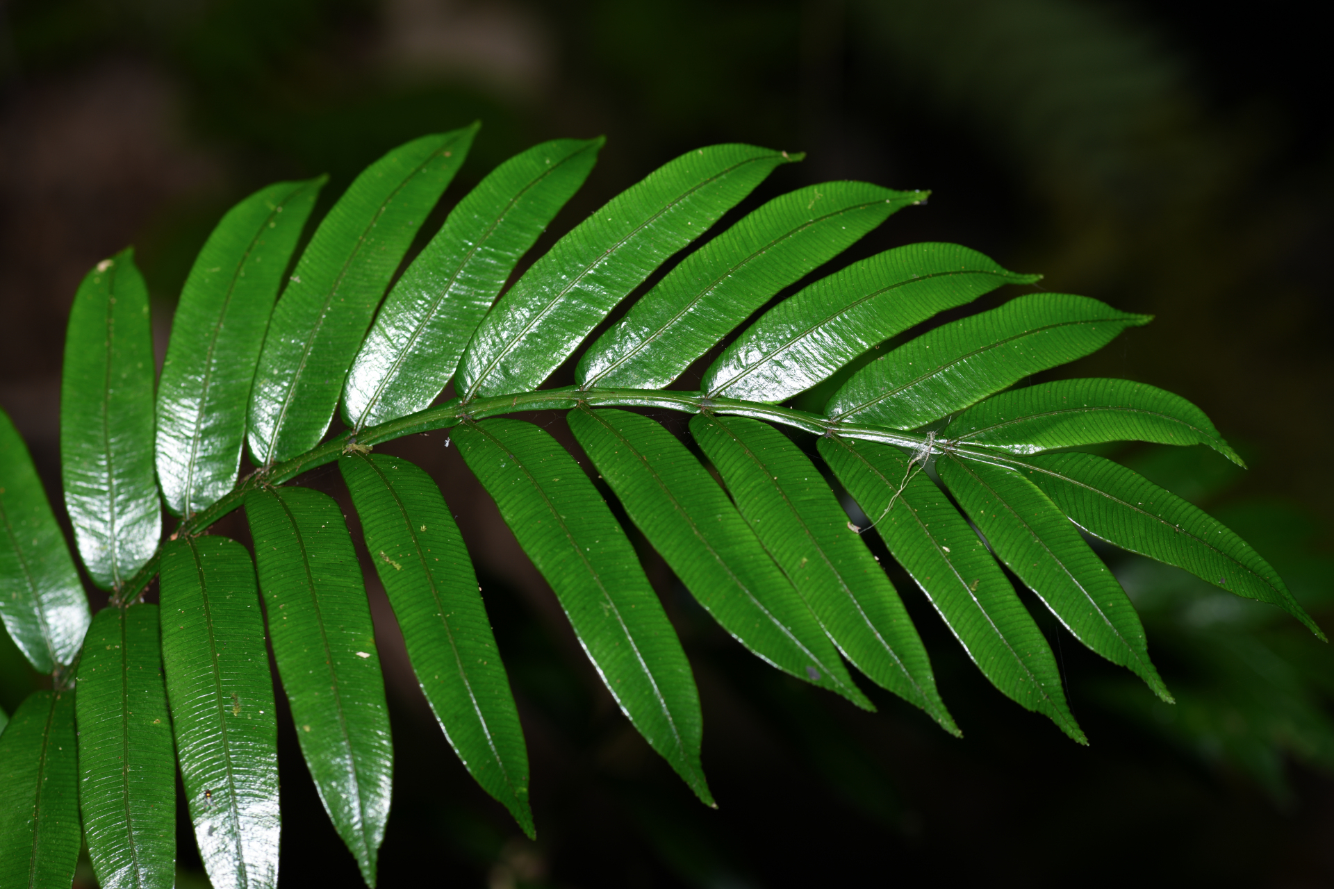 Danaea alata Sm. - Photo Bivouac Naturaliste