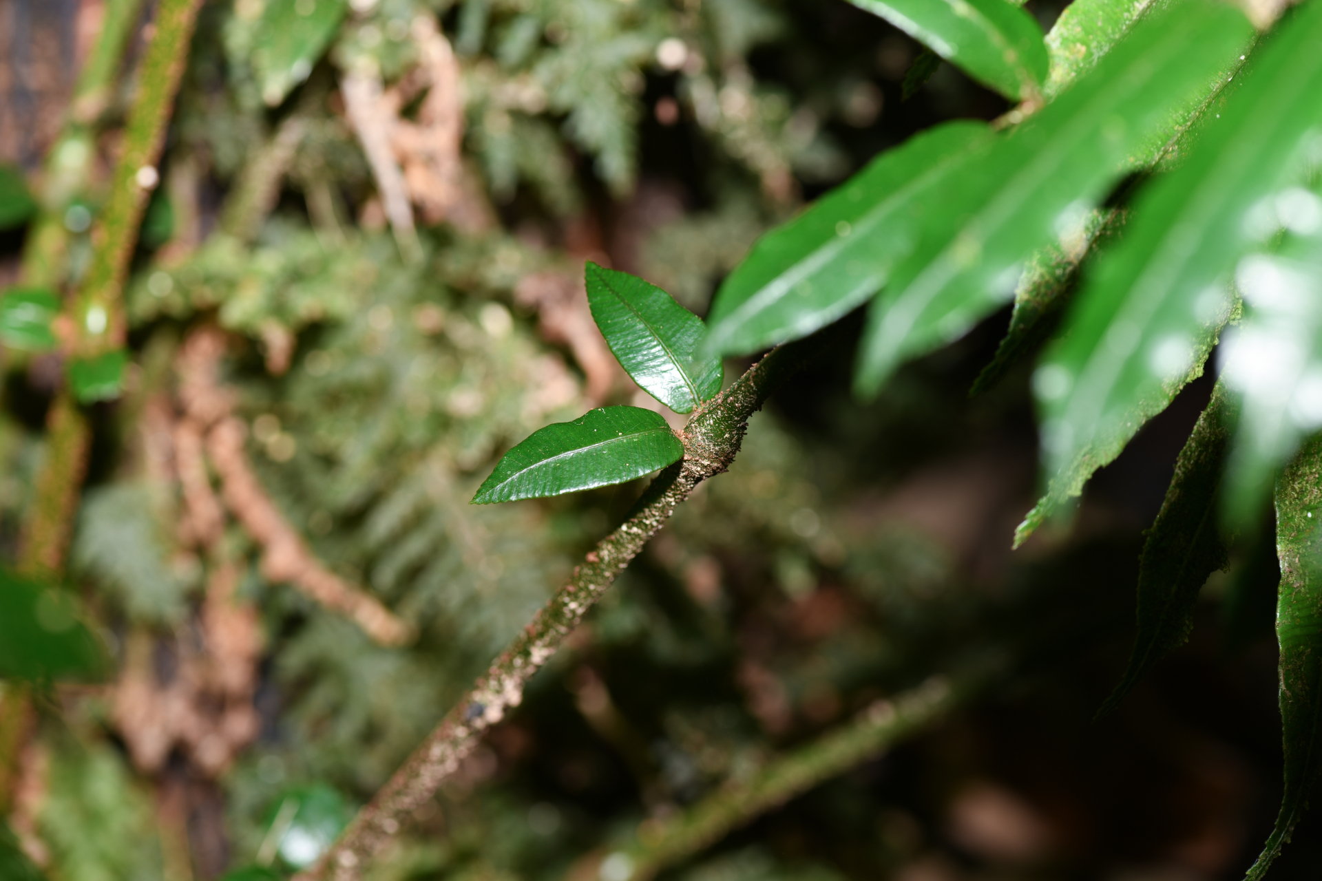 Danaea alata Sm. - Photo Bivouac Naturaliste
