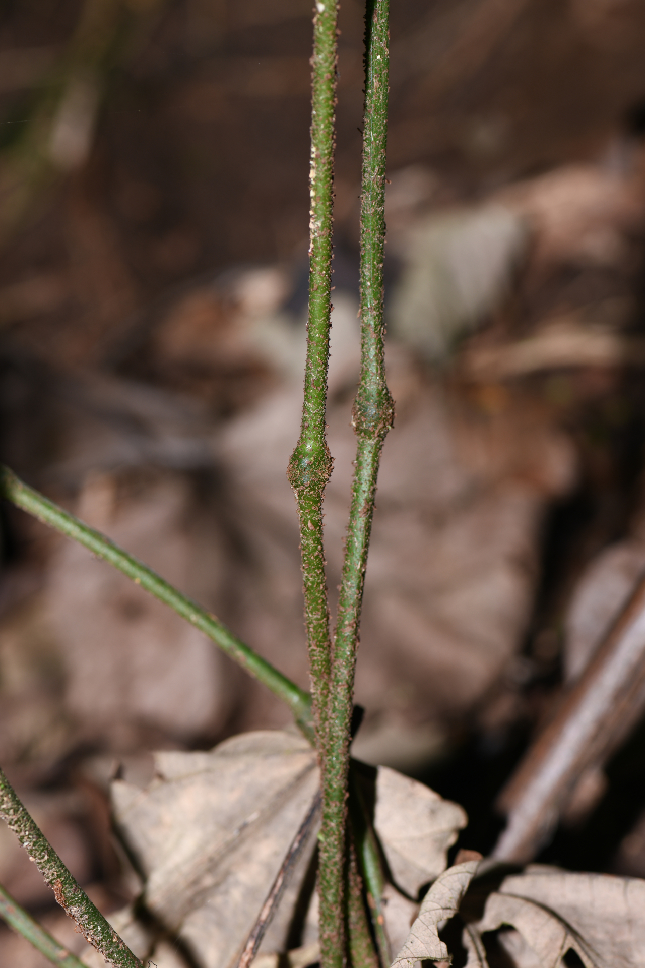 Danaea alata Sm. - Photo Bivouac Naturaliste